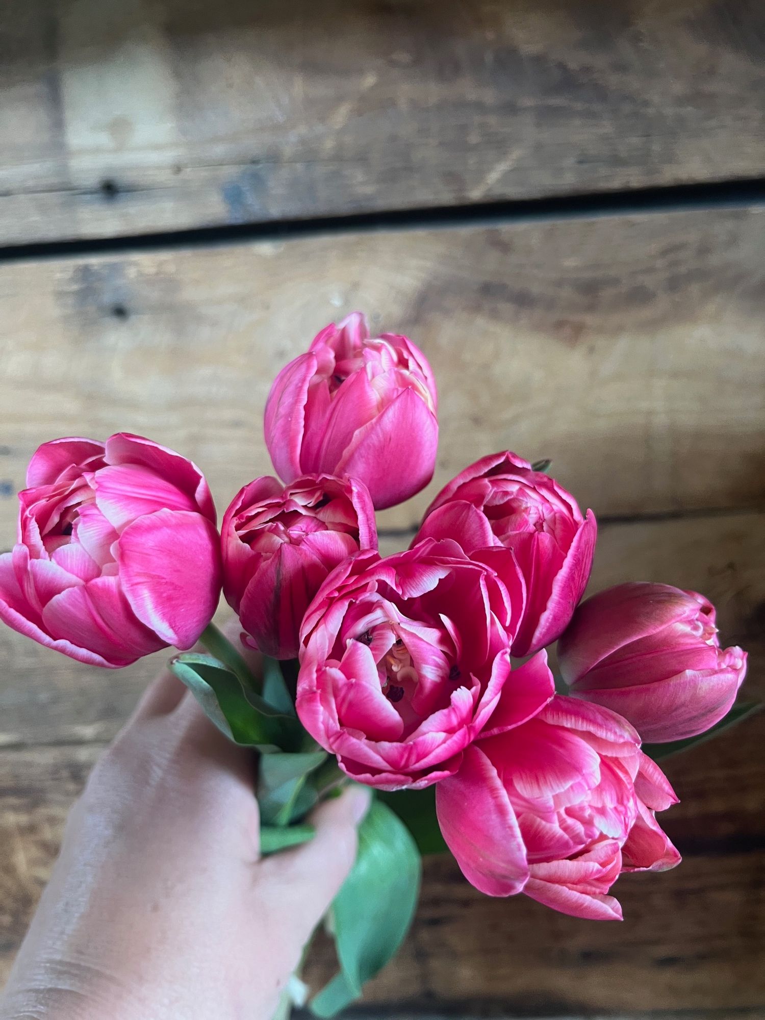 TULIPA Columbus