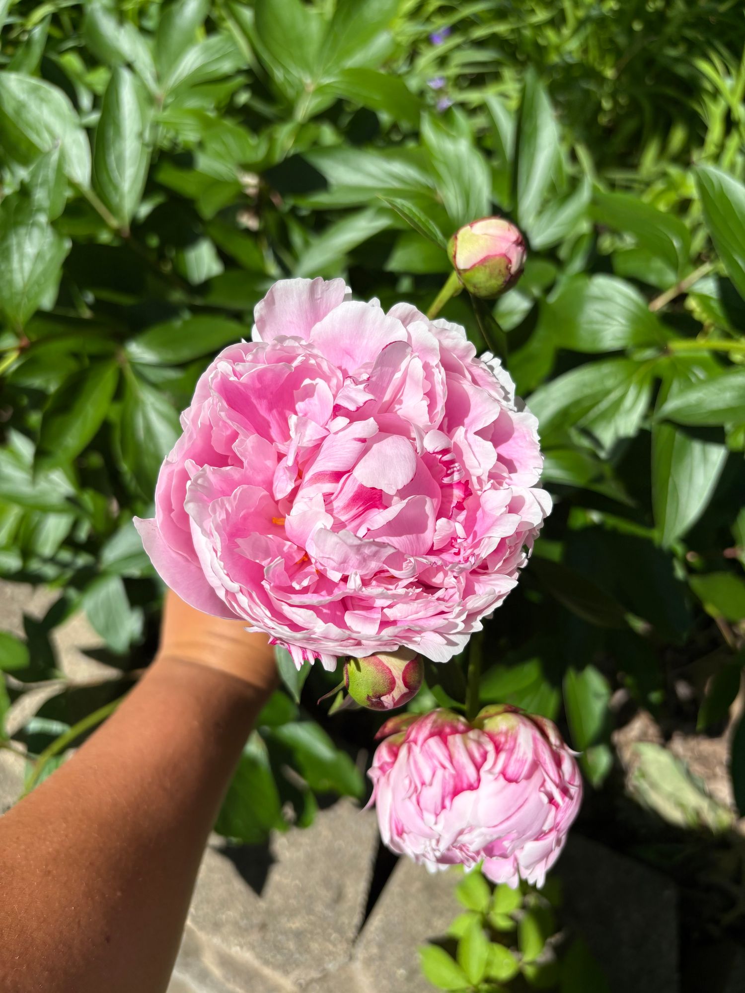 PAEONIA lactiflora Sarah Bernhardt