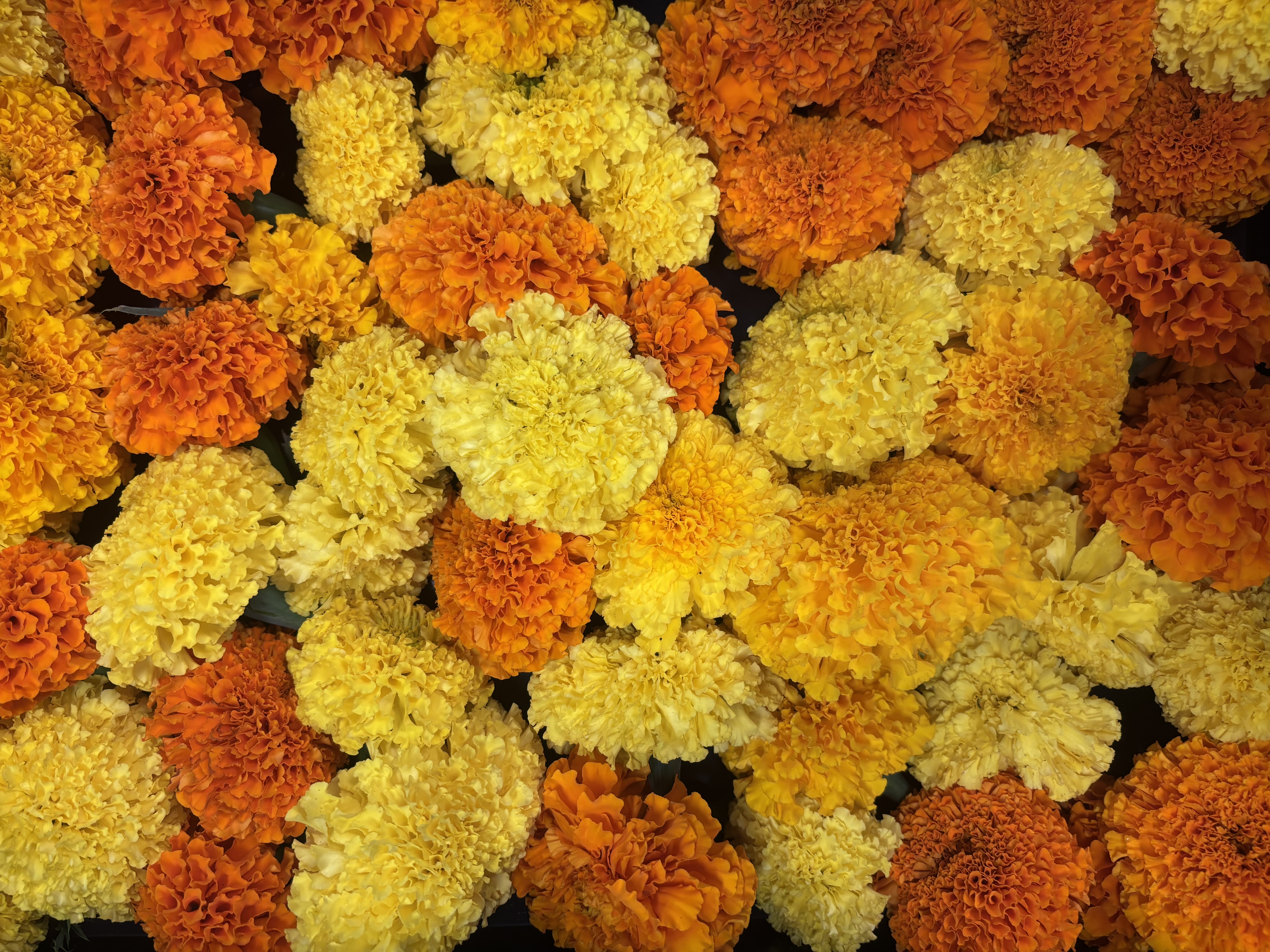 TAGETES erecta