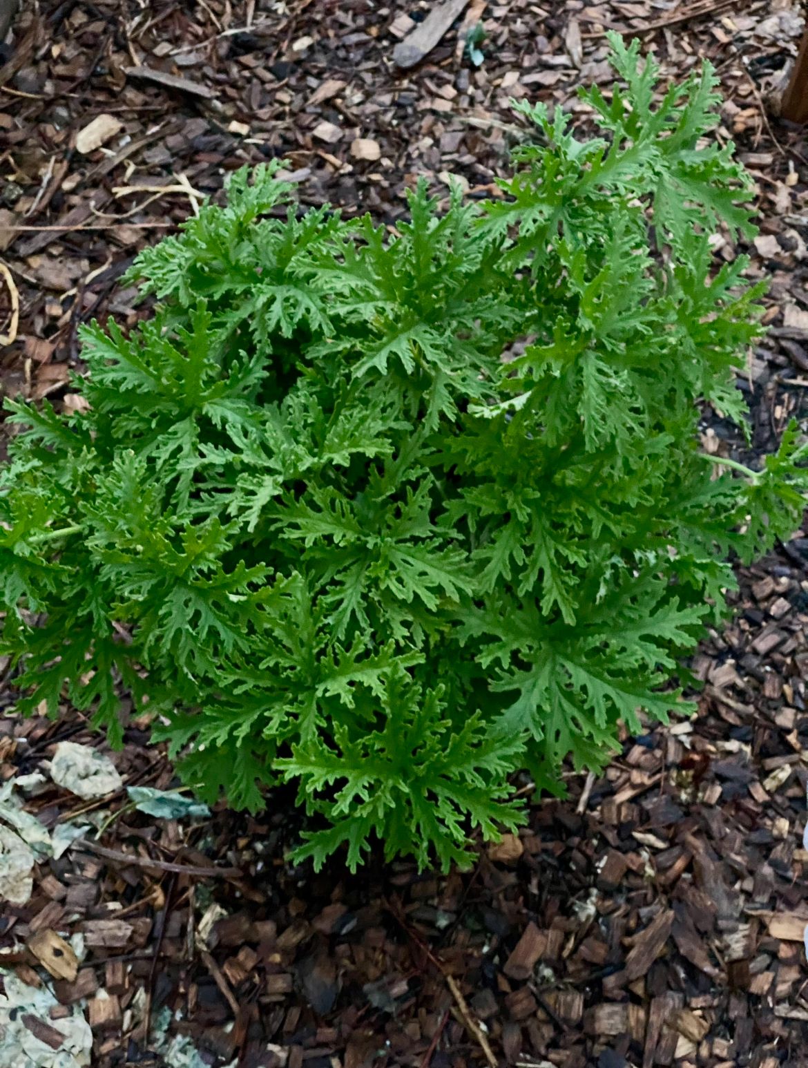 PELARGONIUM Attar of Rose