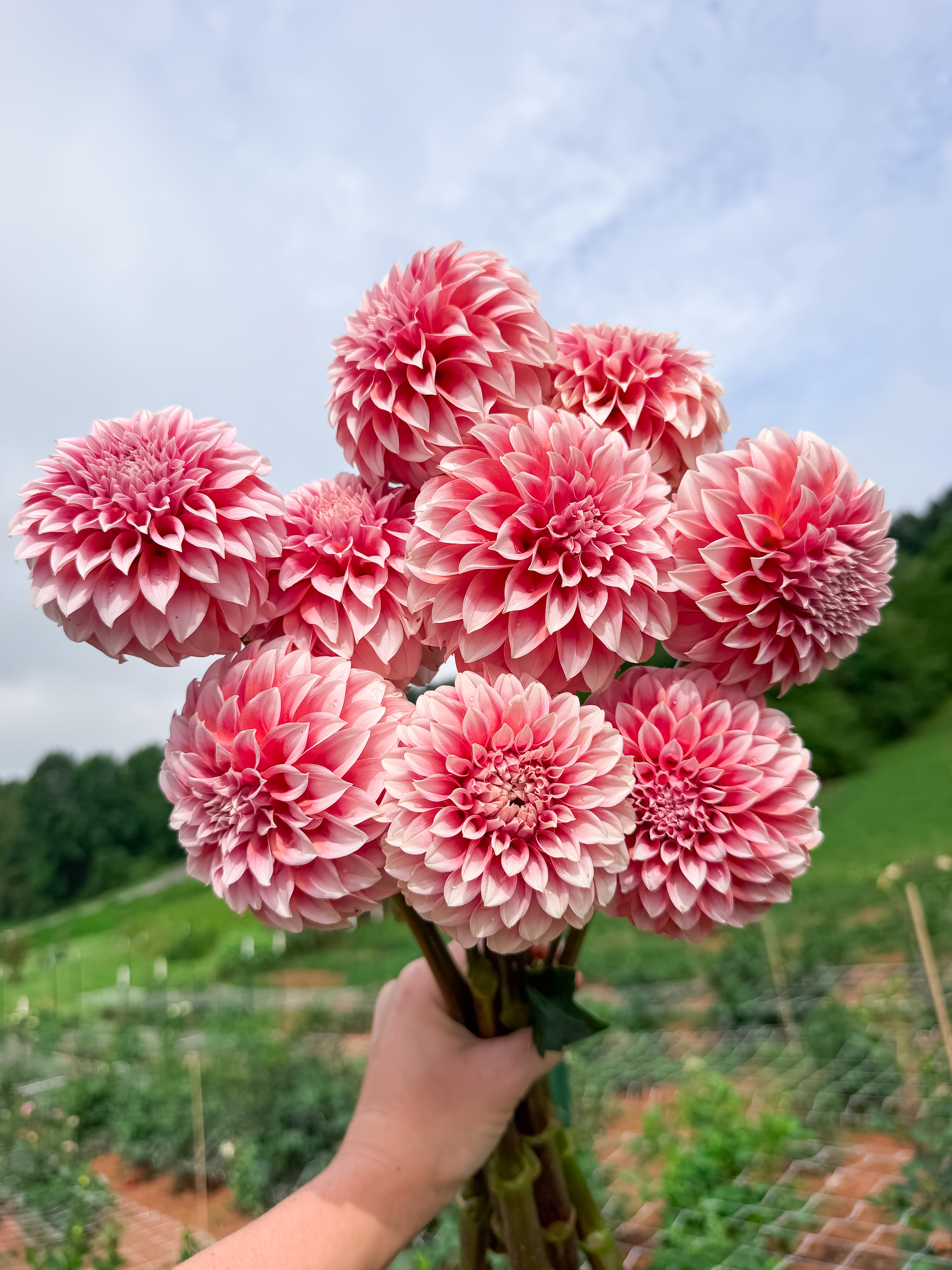 DAHLIA Peaches n Cream