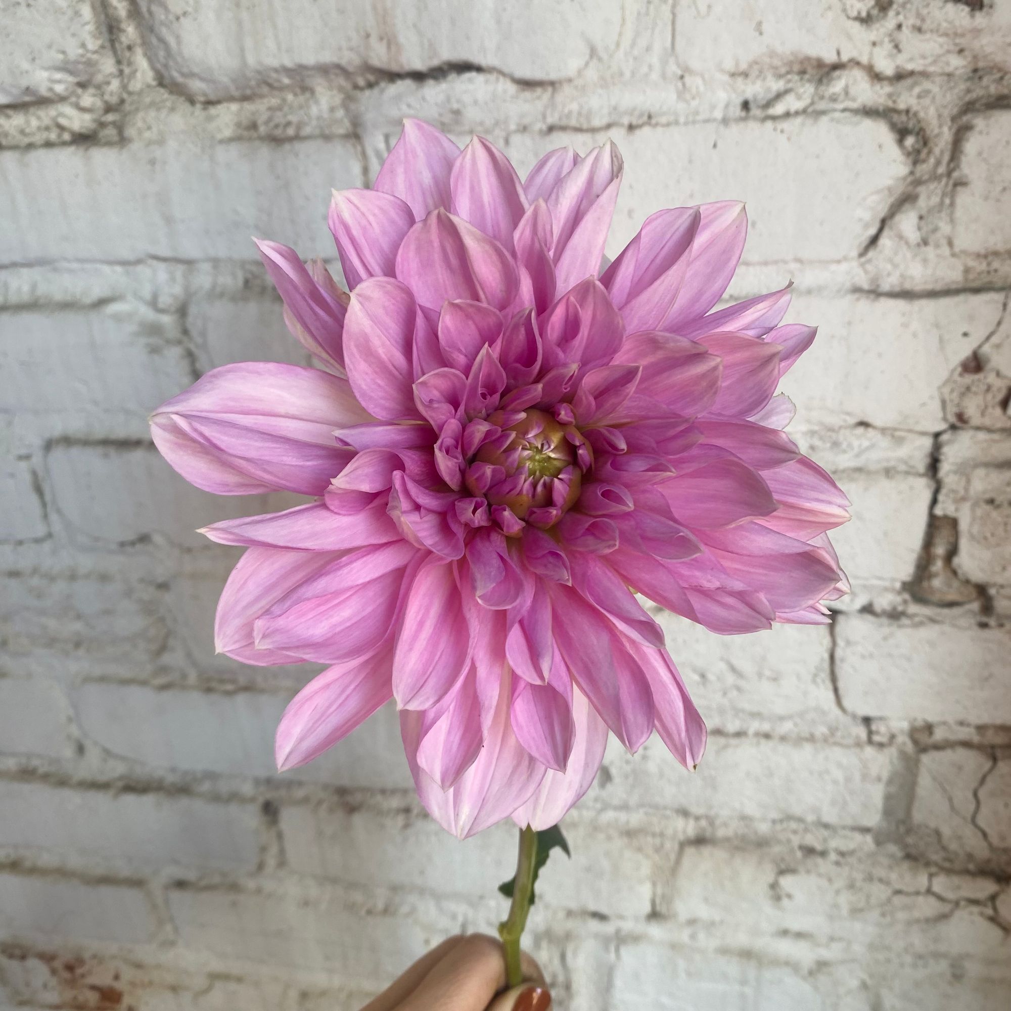 DAHLIA Decorative