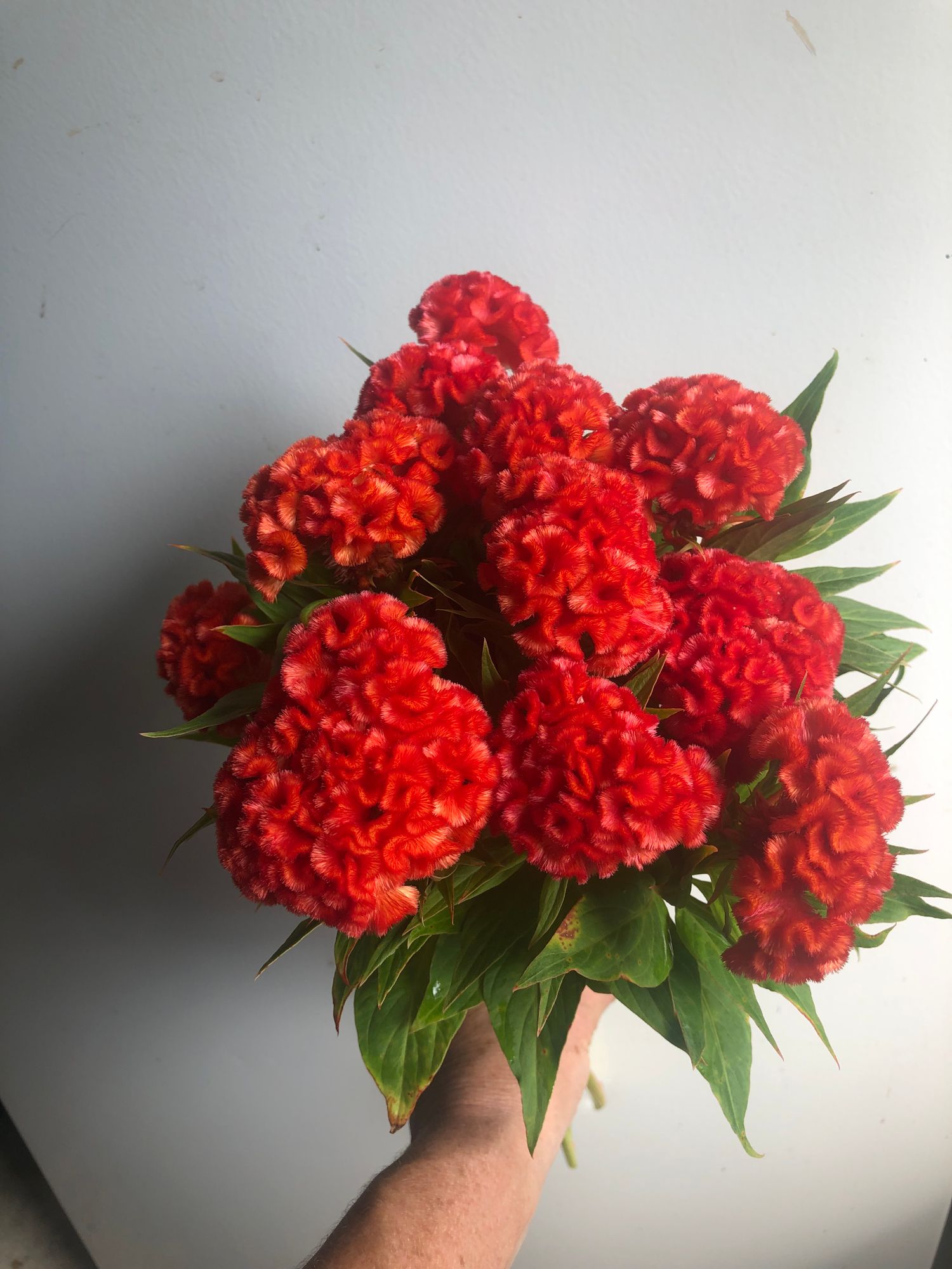 CELOSIA argentea var. cristata Chief Persimmon