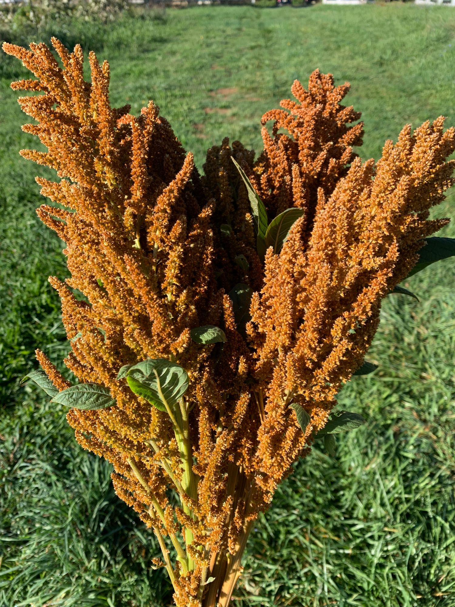 AMARANTHUS cruentus Hot Biscuits