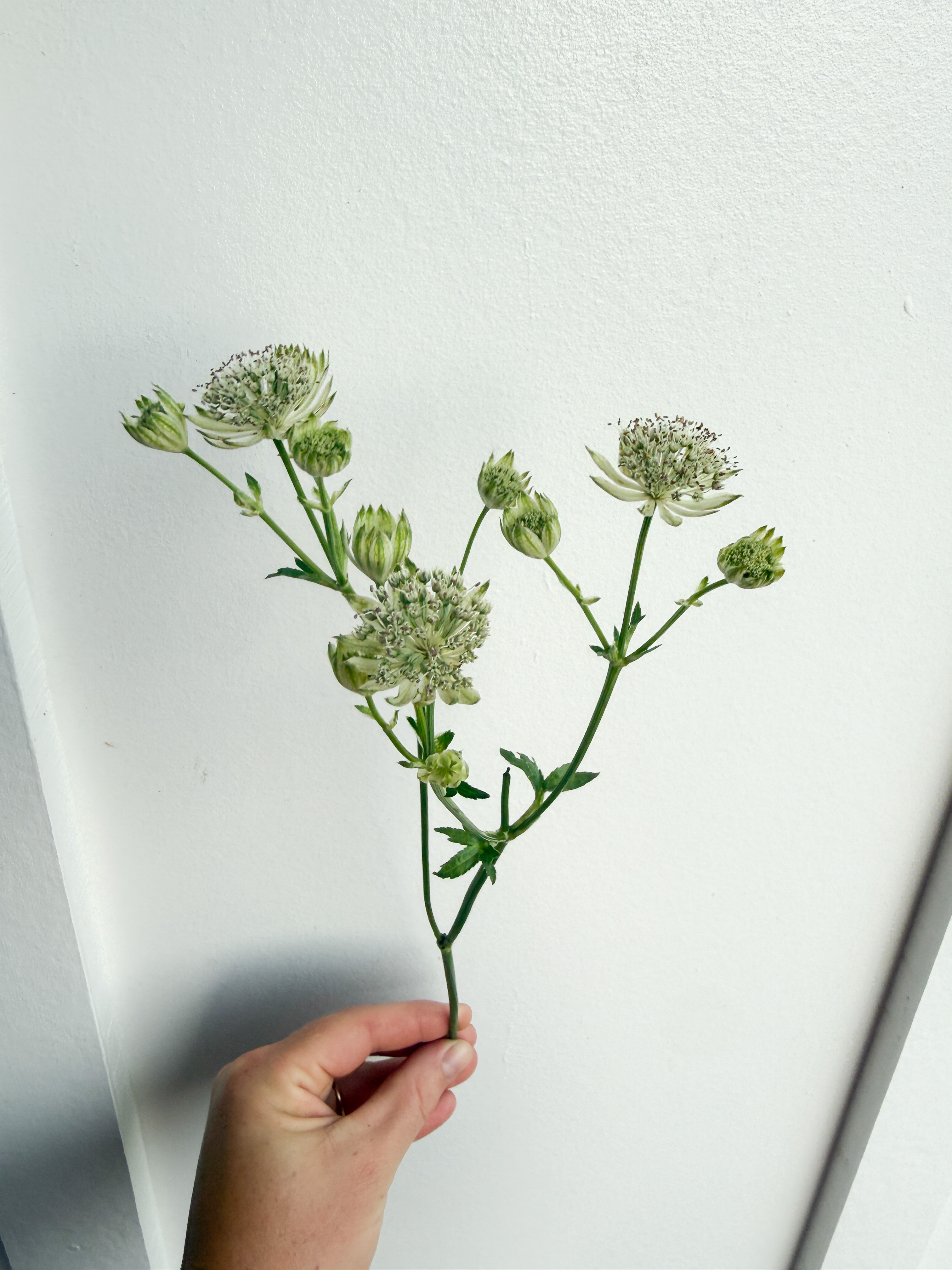ASTRANTIA major ssp. involucrata Shaggy