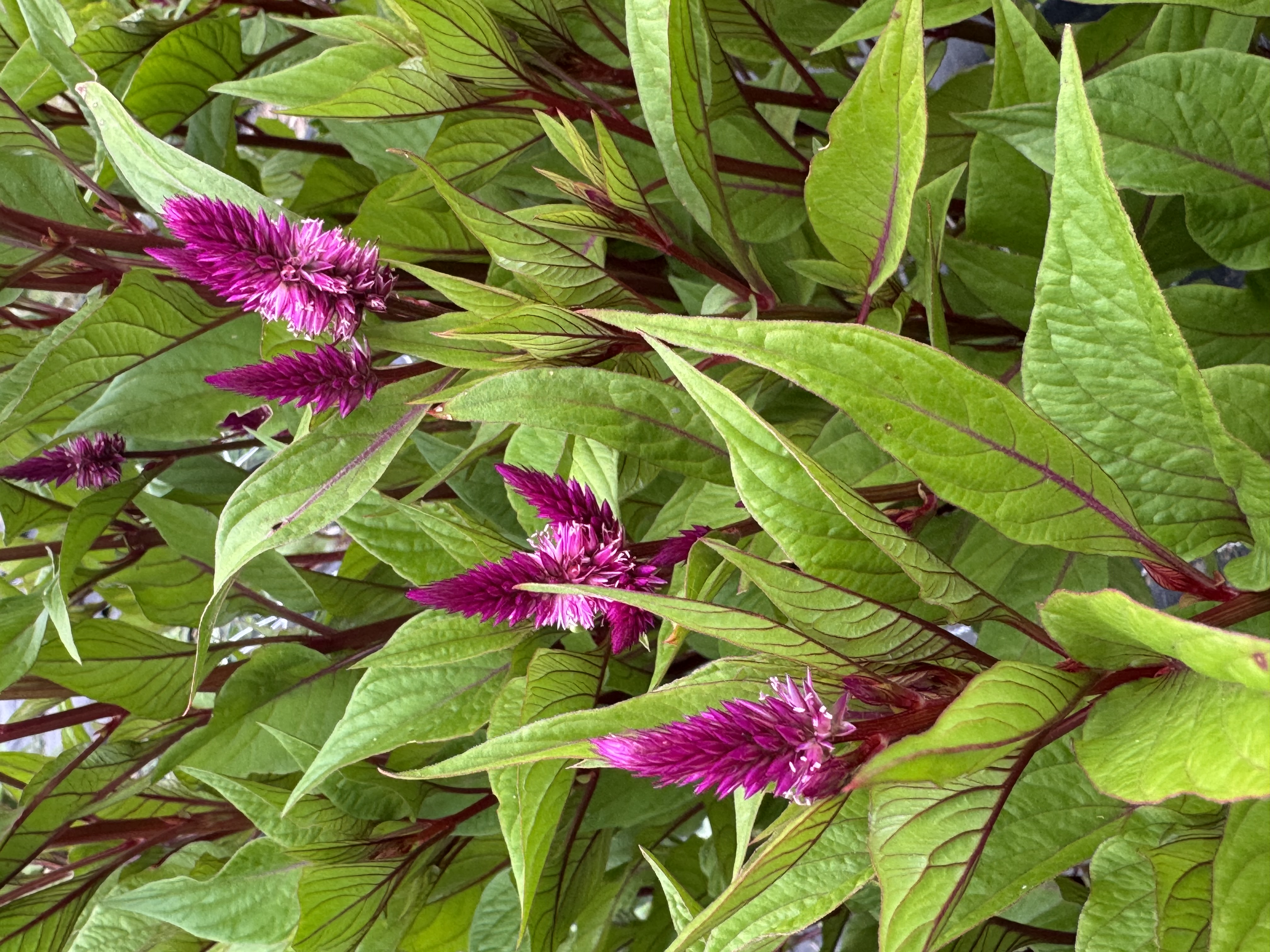 CELOSIA argentea spicata Celway Purple