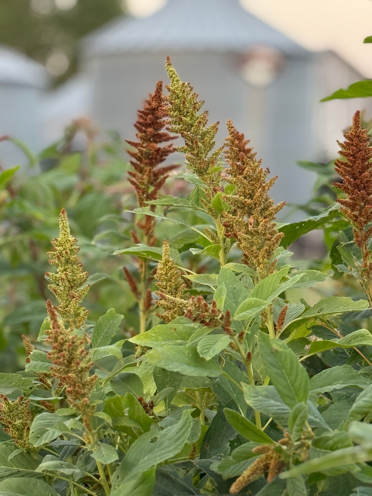 AMARANTHUS cruentus Hot Biscuits