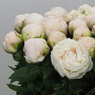 PAEONIA lactiflora Duchesse De Nemours