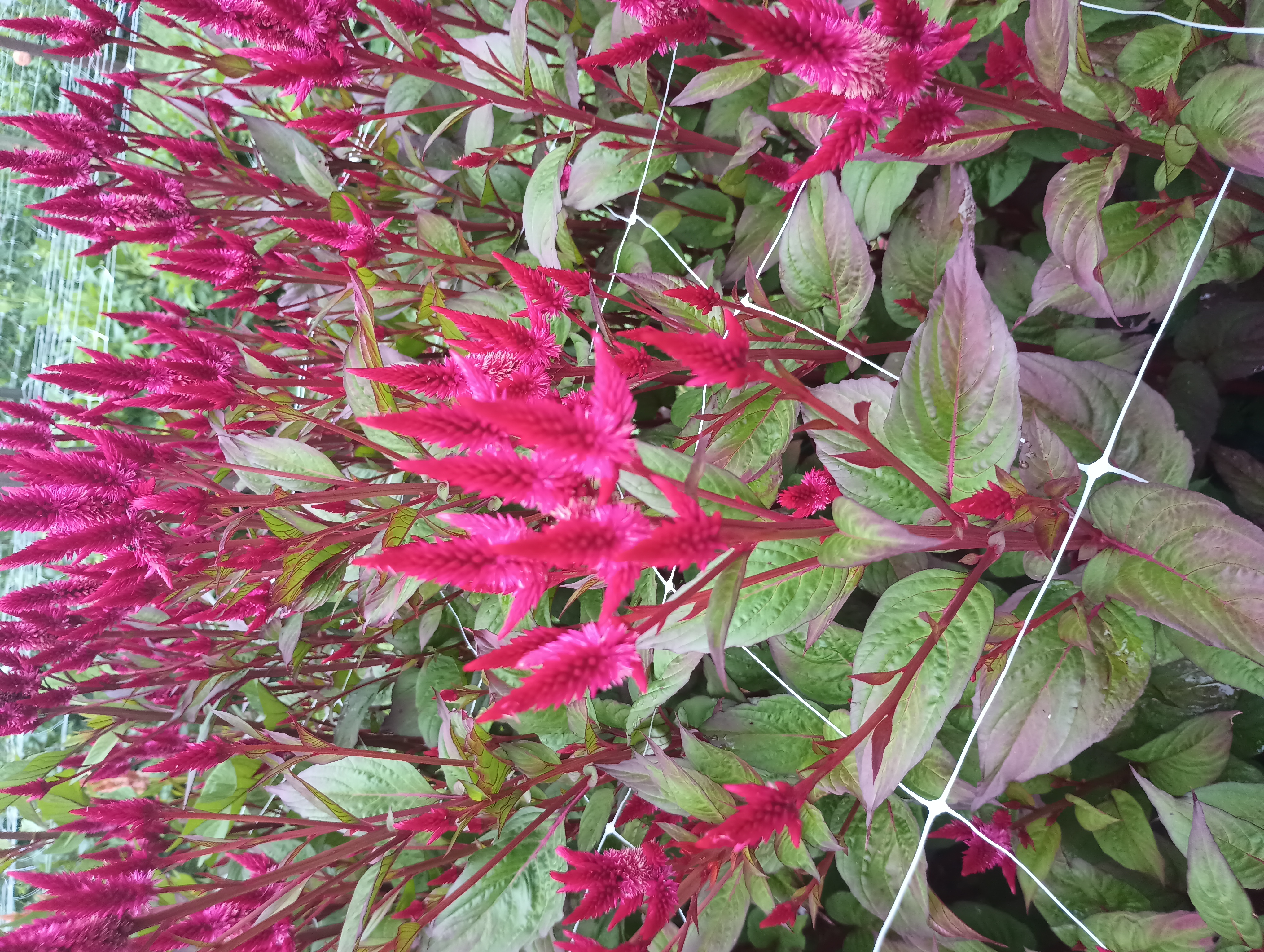 CELOSIA argentea spicata Celway Red