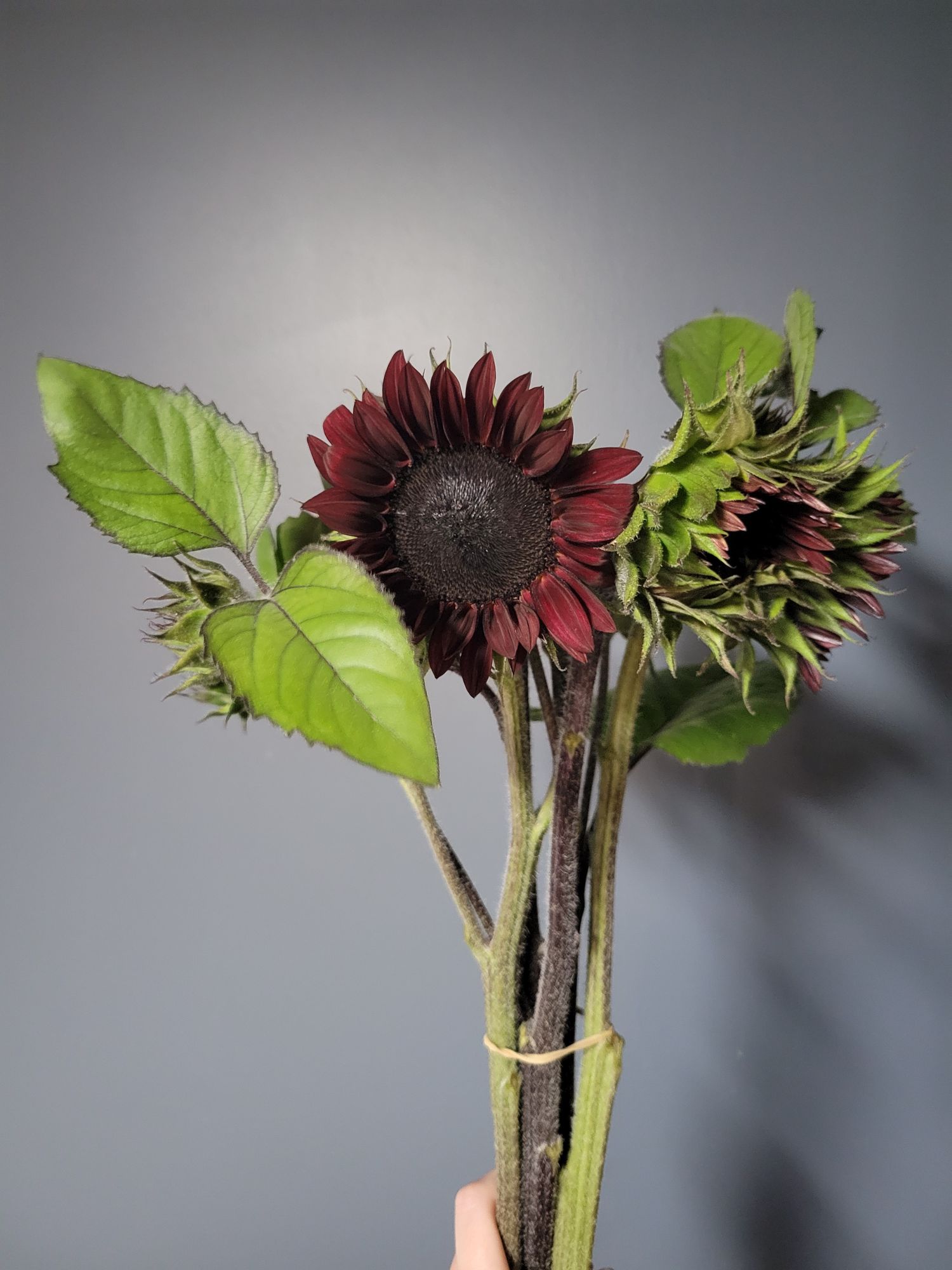 HELIANTHUS