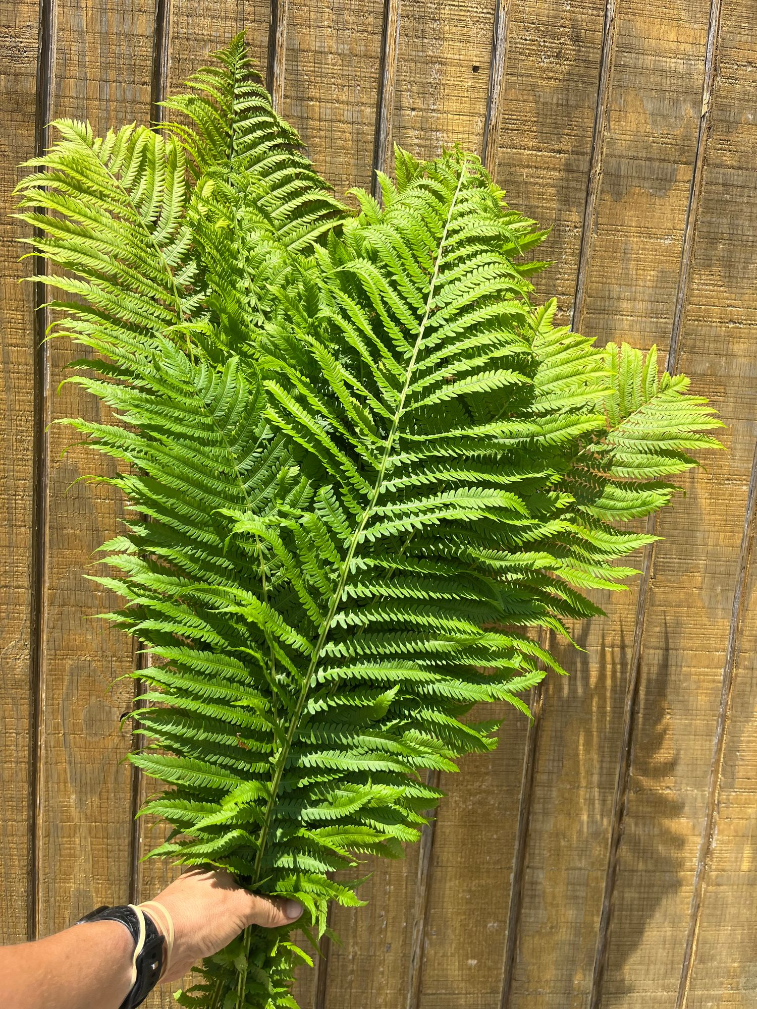 MATTEUCCIA struthiopteris