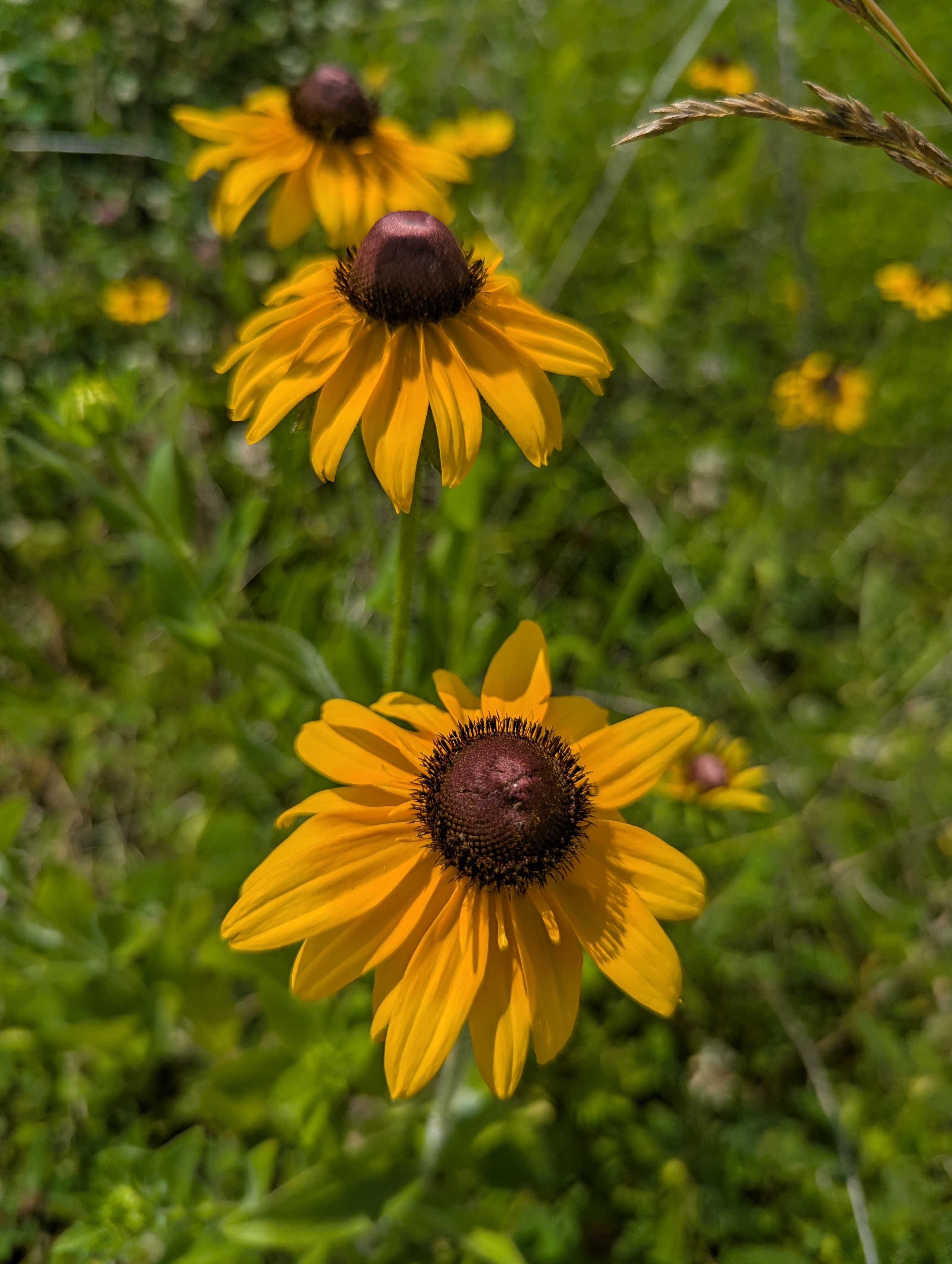 RUDBECKIA hirta