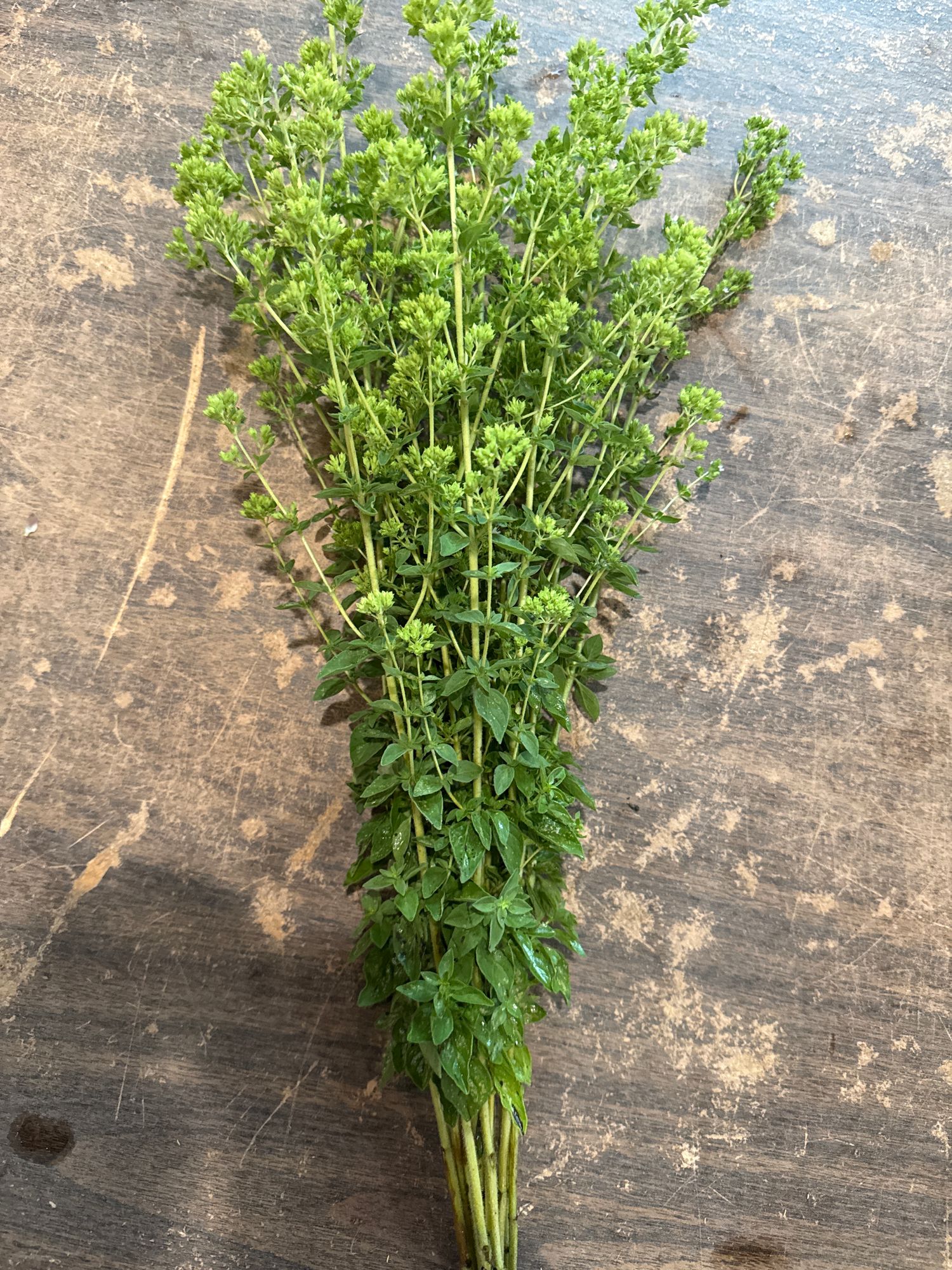 ORIGANUM vulgare ssp. hirtum