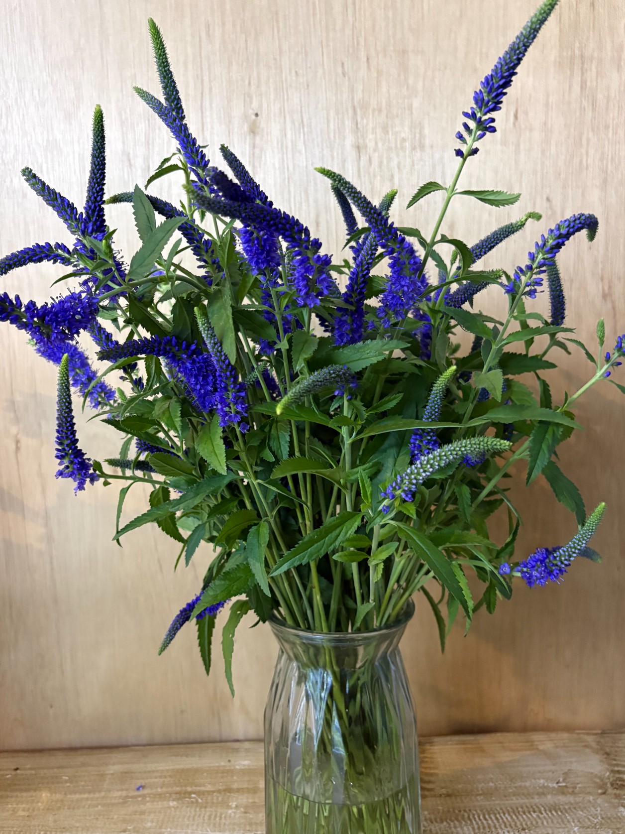 VERONICA longifolia Skyler