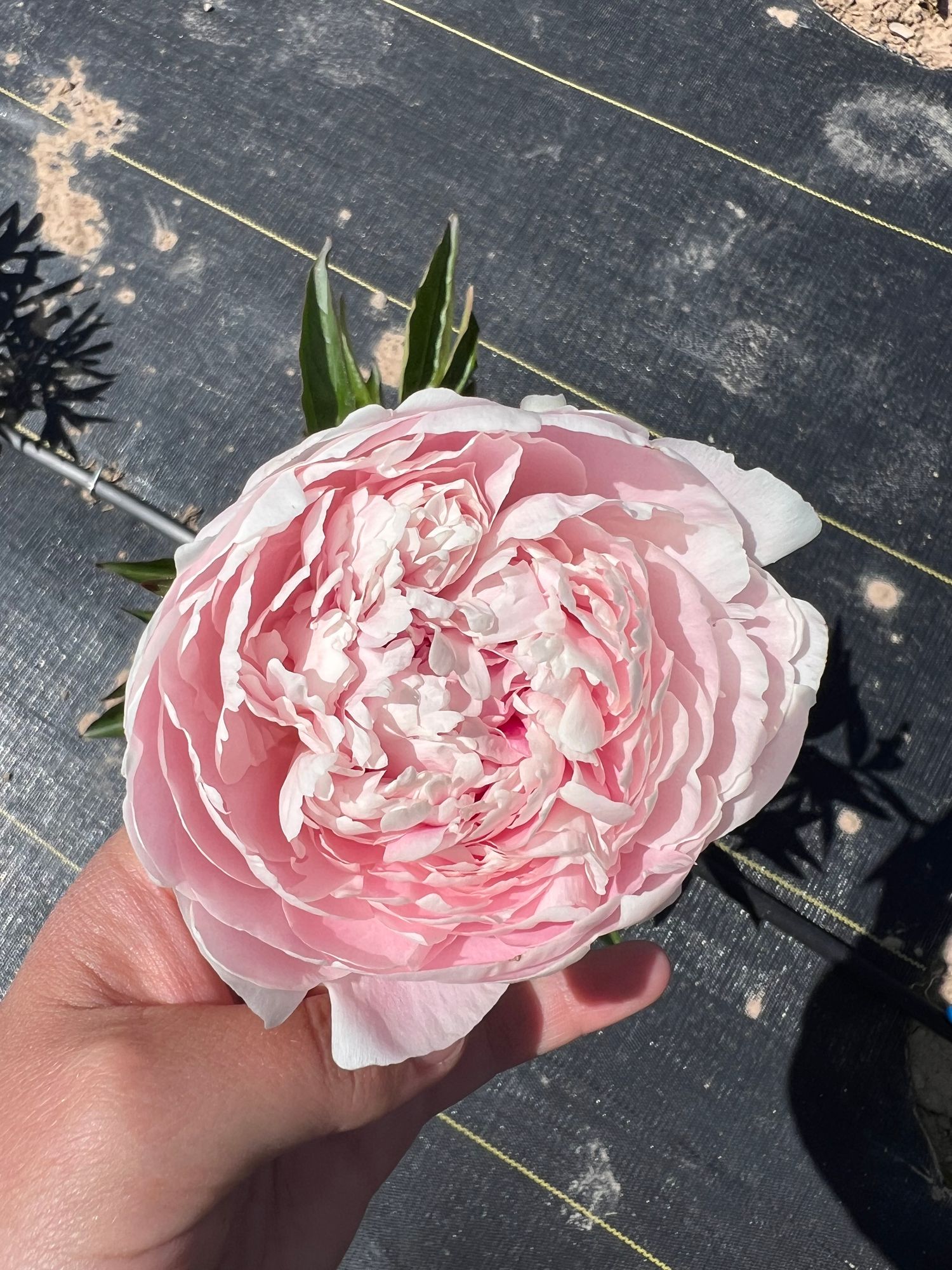 PAEONIA lactiflora Lady Alexandra Duff