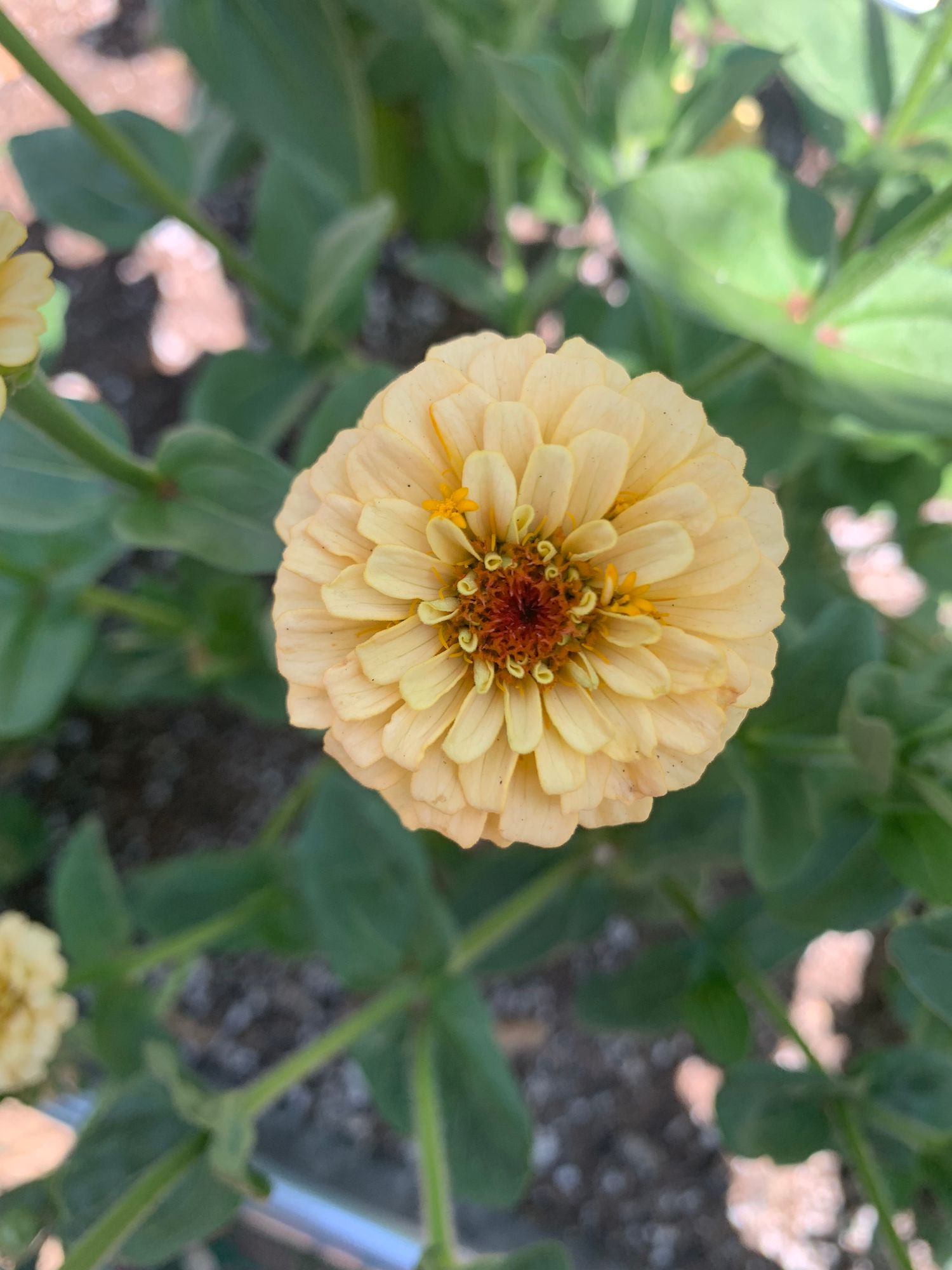 ZINNIA