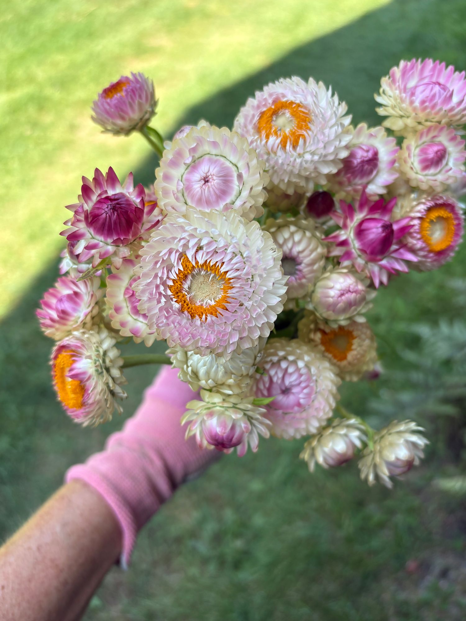 XEROCHRYSUM bracteatum