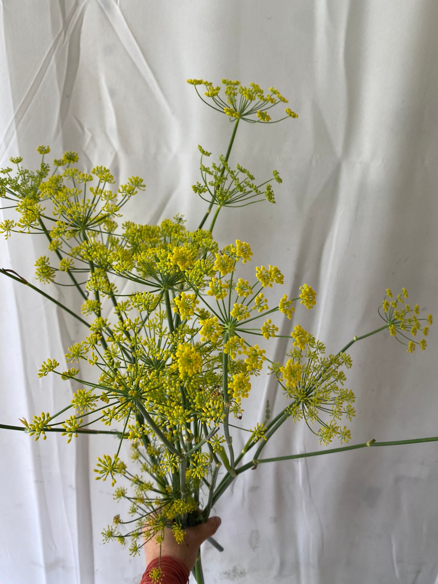 FOENICULUM vulgare