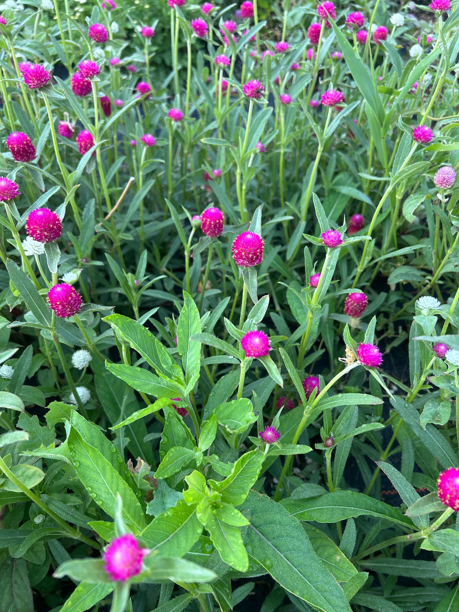 GOMPHRENA haageana QIS Carmine