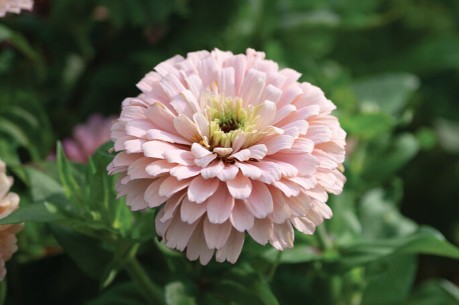 ZINNIA elegans Ballerina