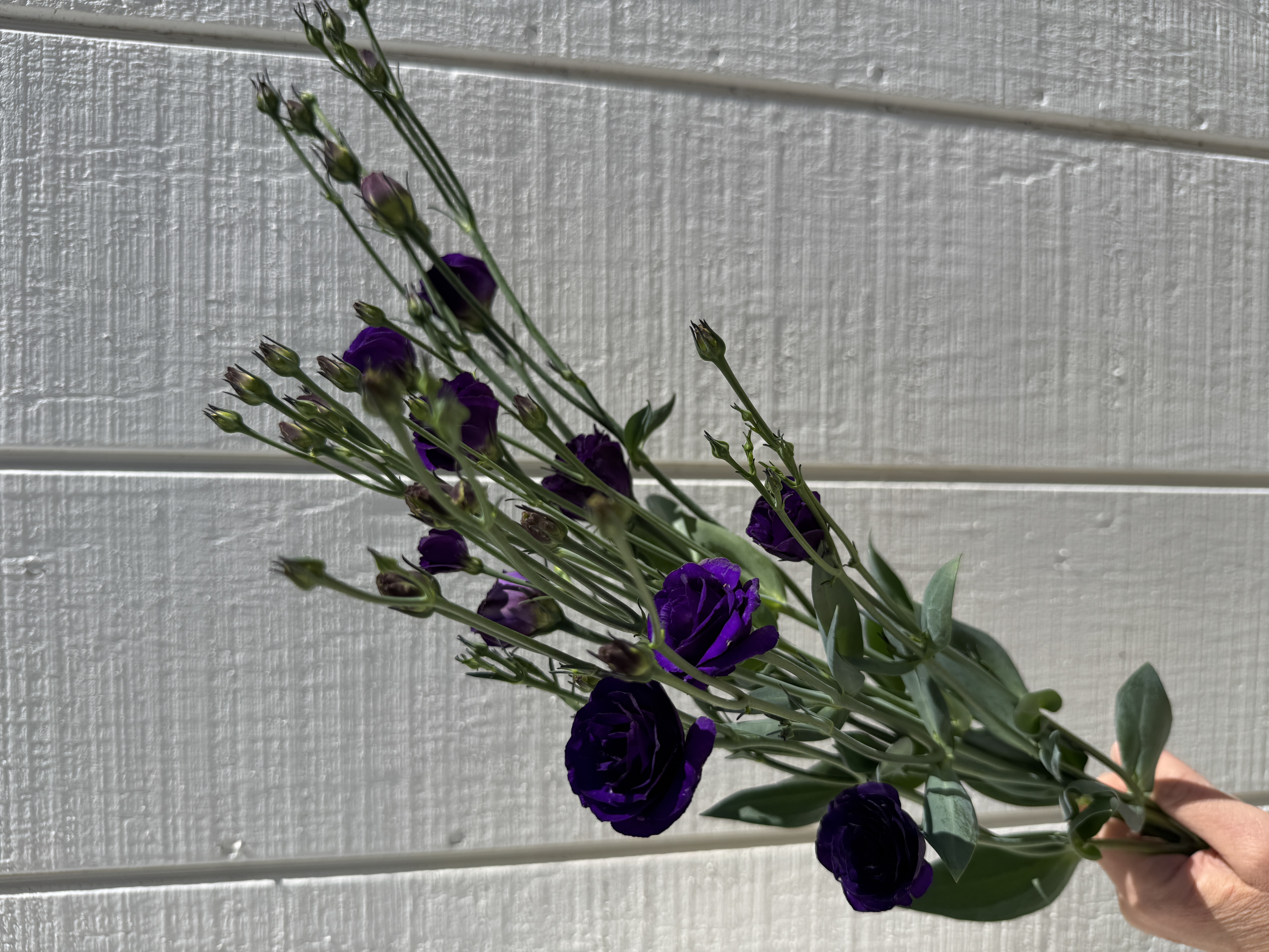 EUSTOMA grandiflorum Doublini