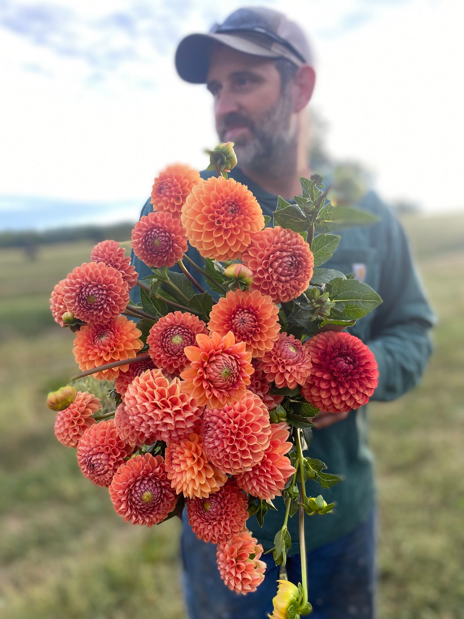 DAHLIA Cornel Bronze