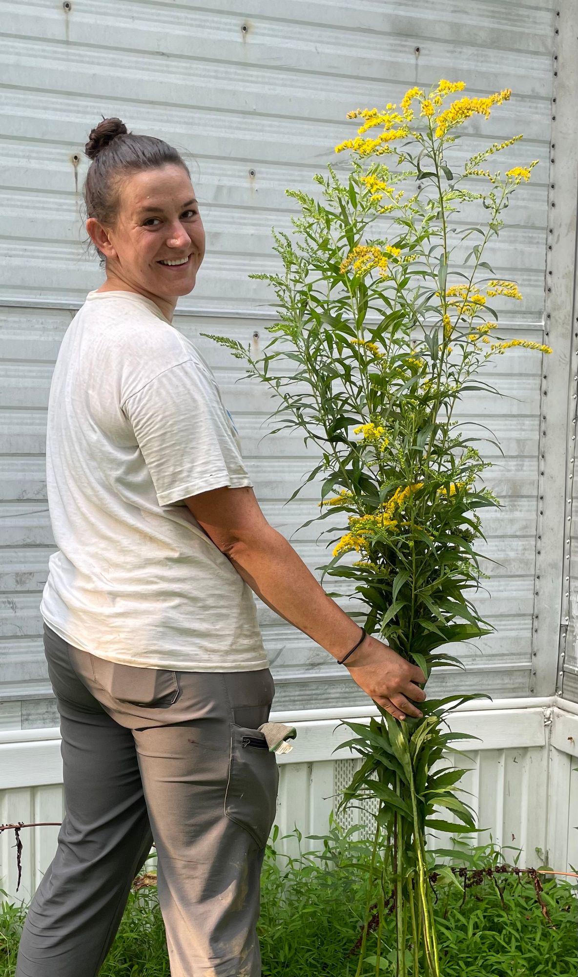 SOLIDAGO canadensis