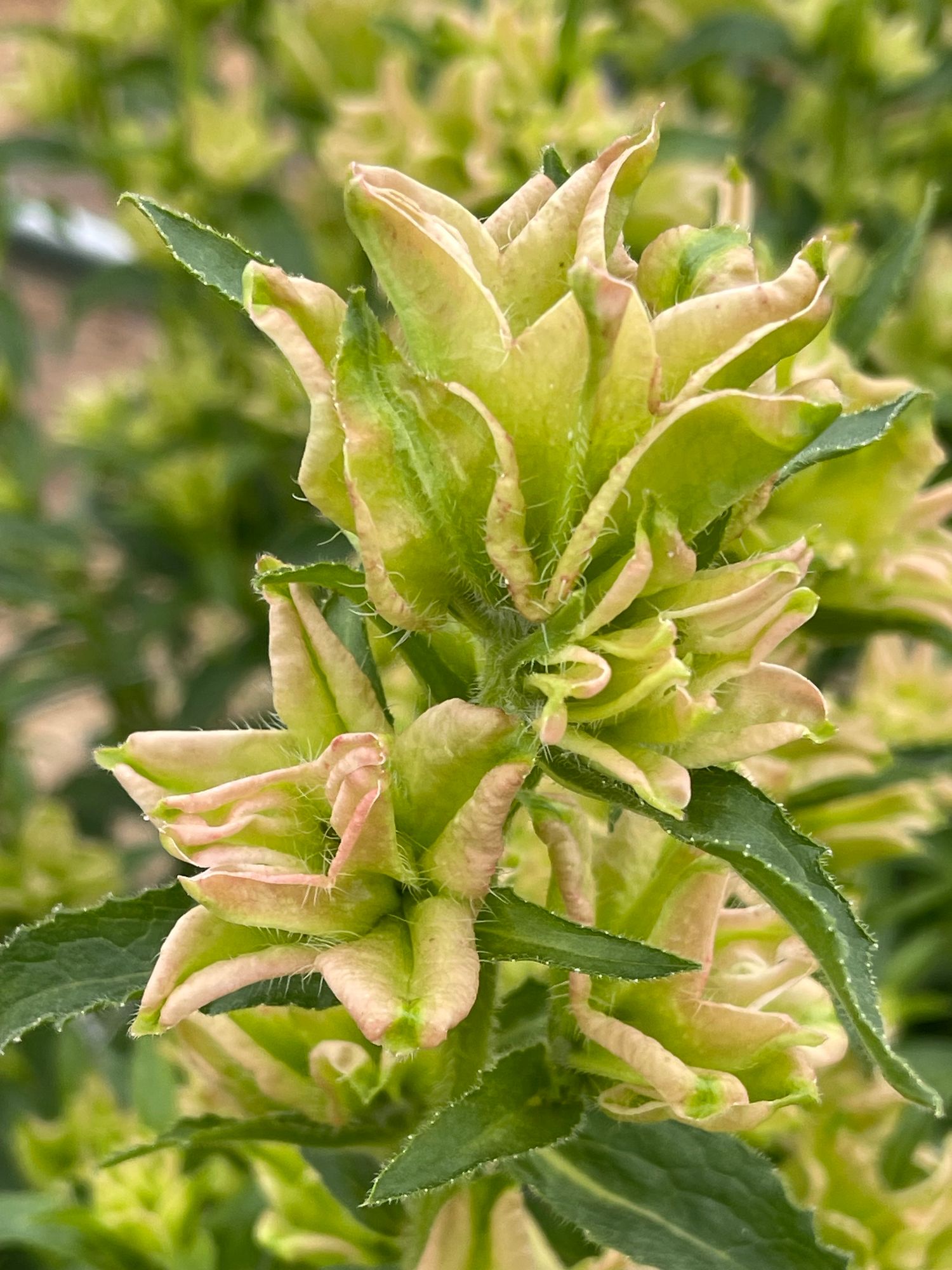 CAMPANULA medium Pink