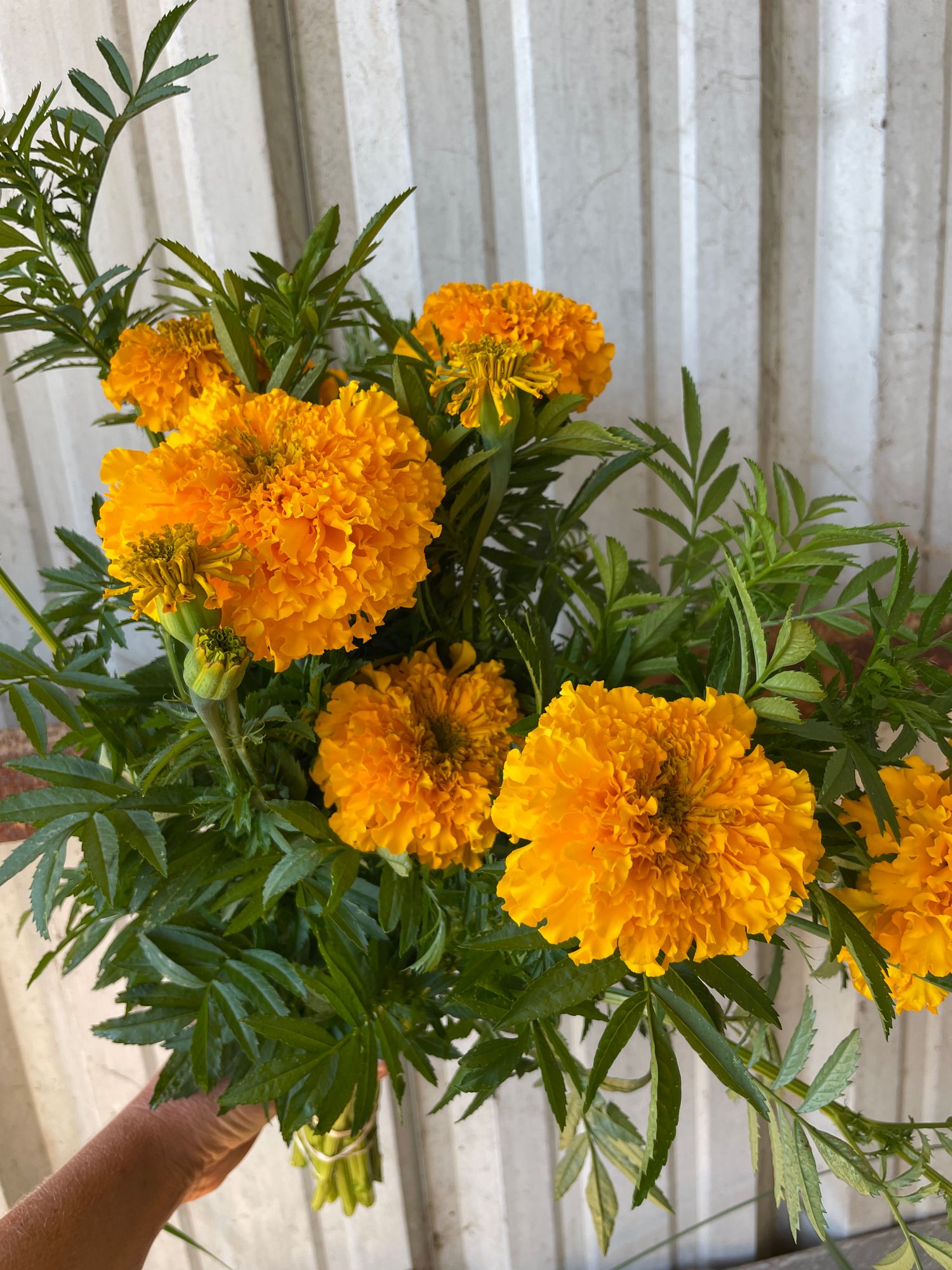 TAGETES erecta Coco