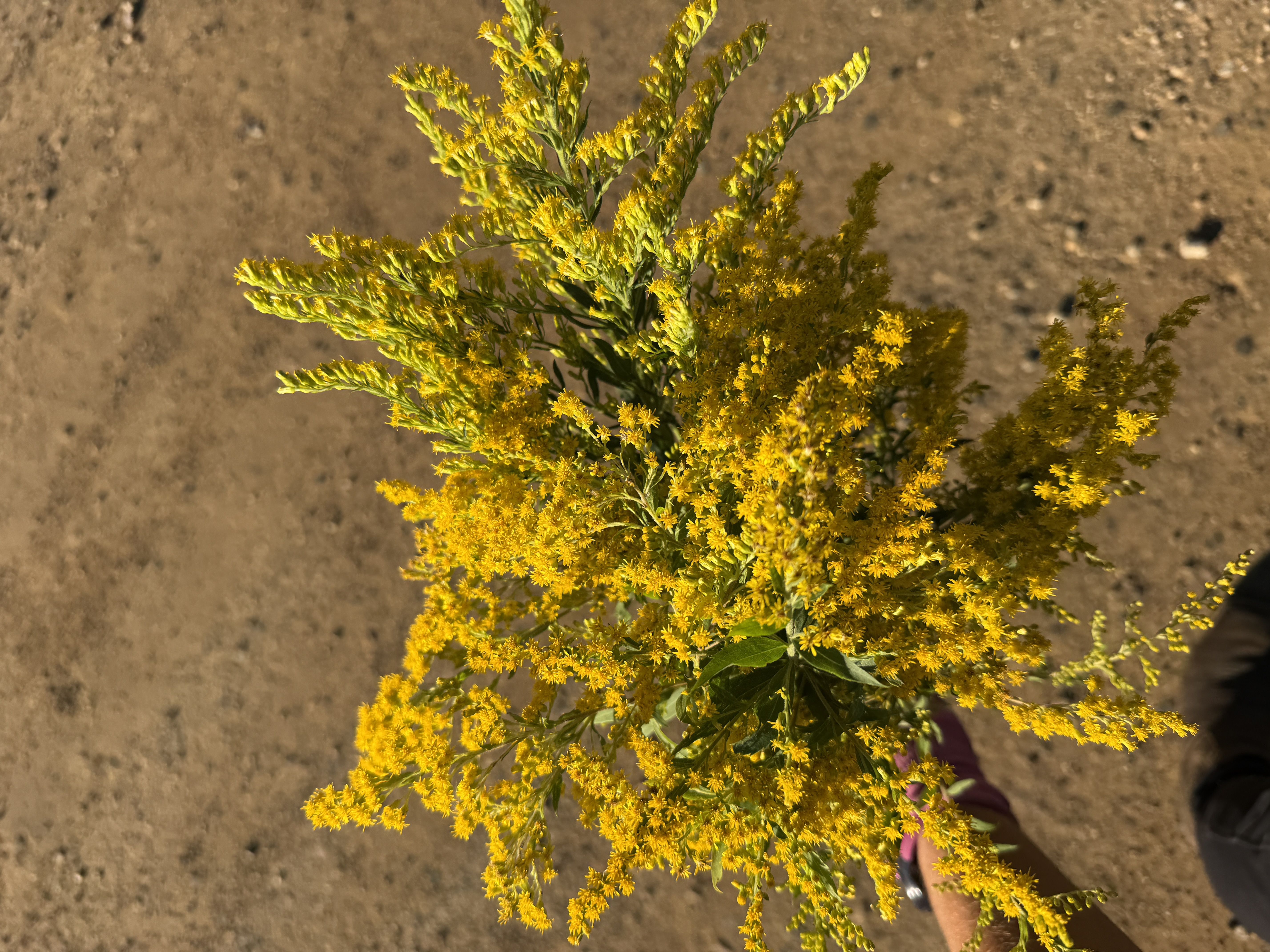 SOLIDAGO