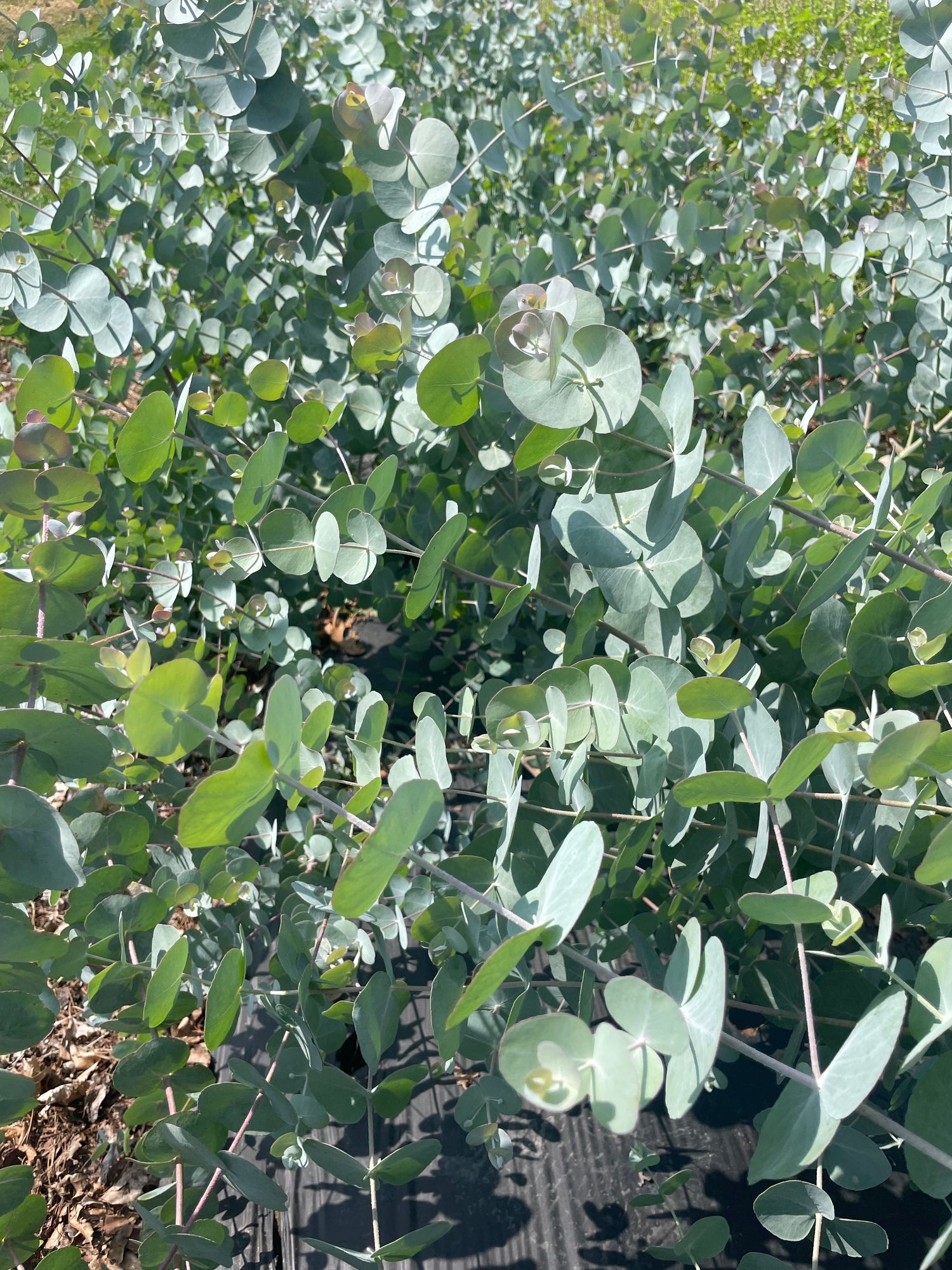 EUCALYPTUS cinerea