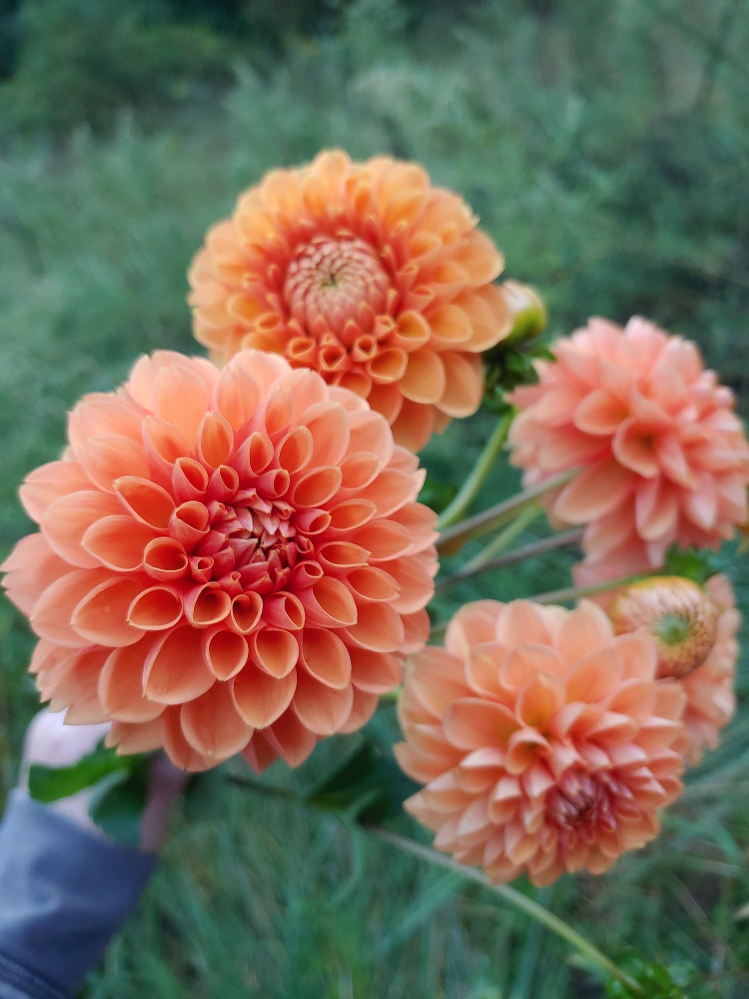 DAHLIA Sylvia