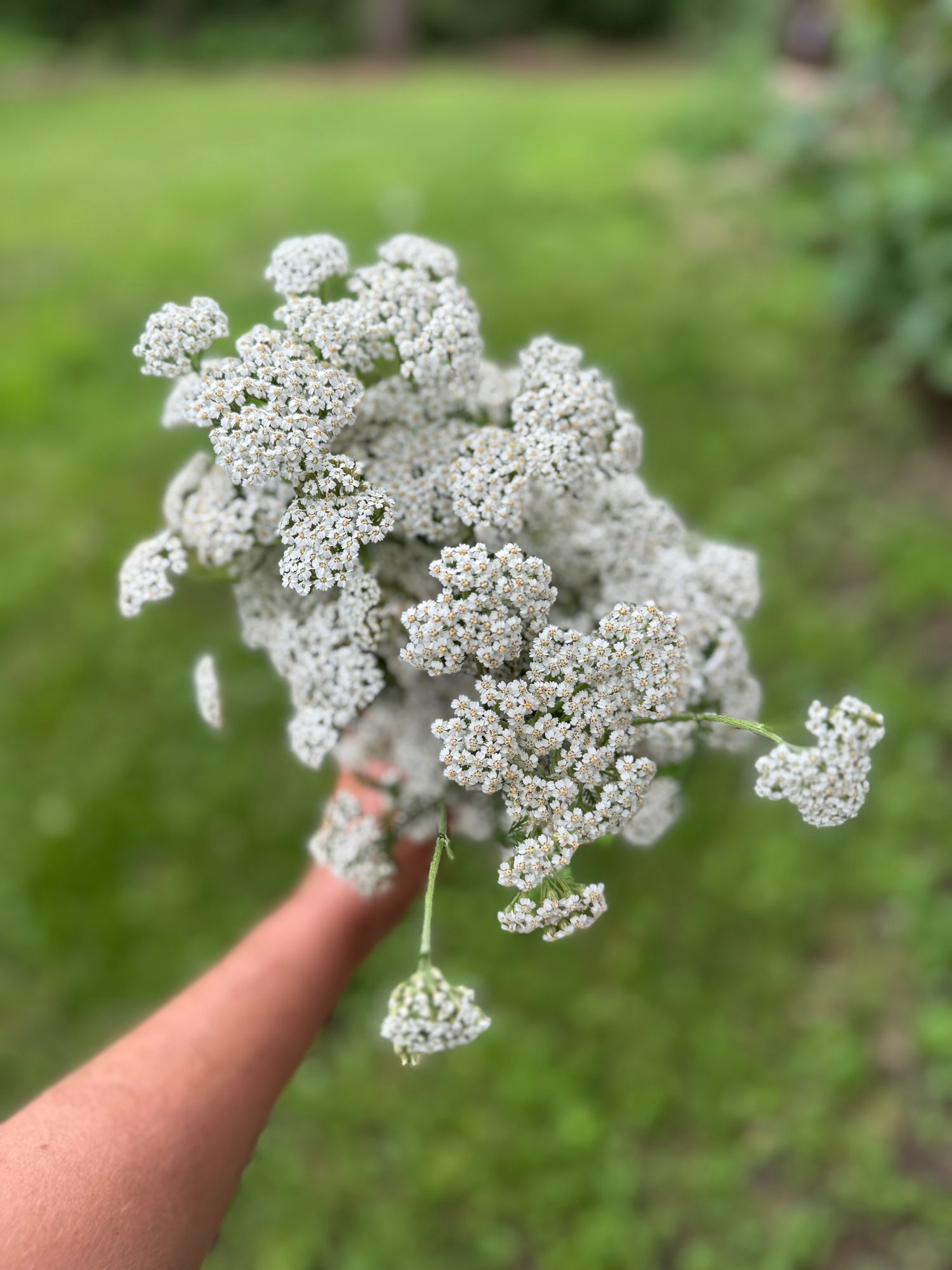 ACHILLEA millefolium