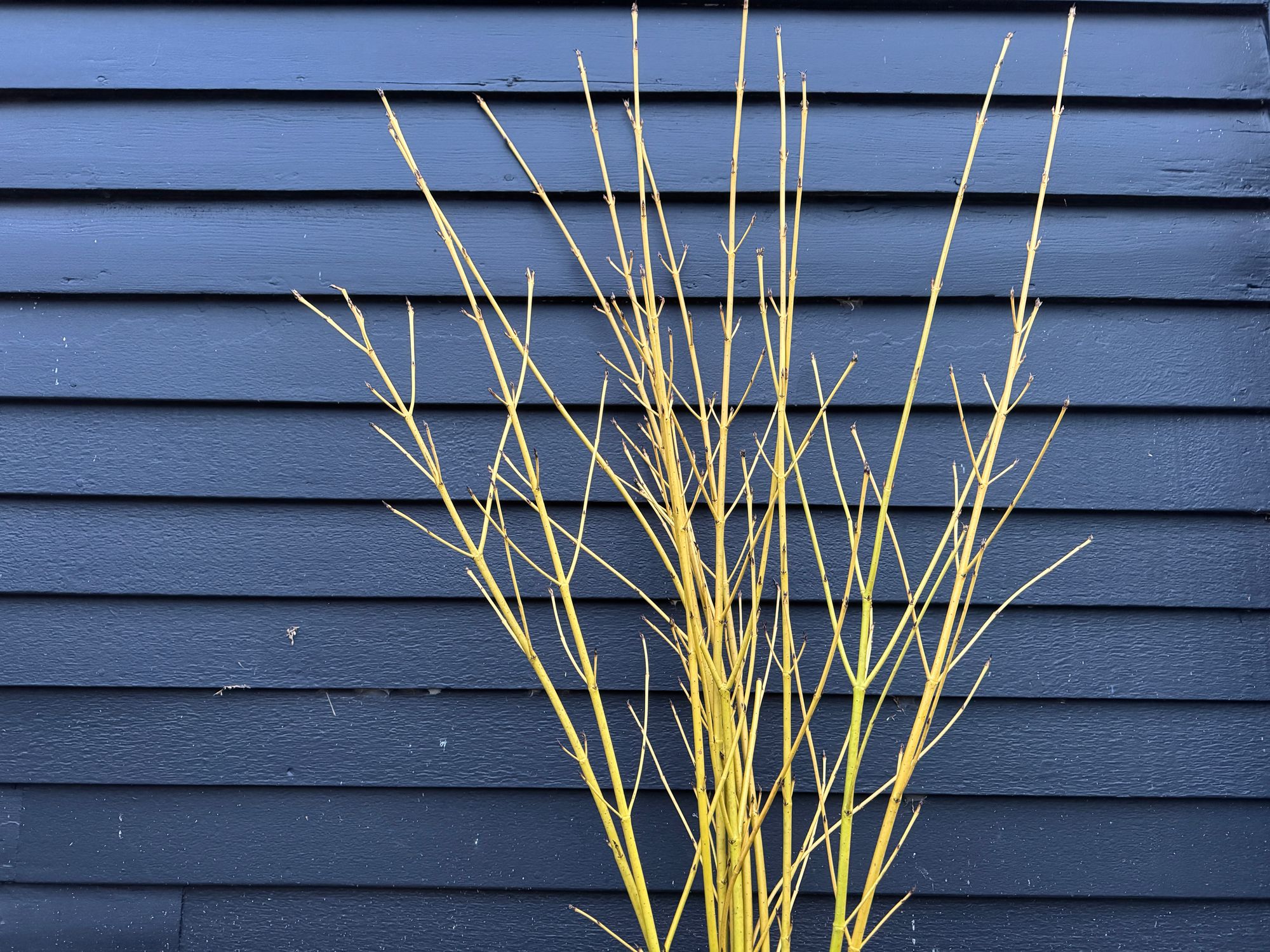 CORNUS sericea Flaviramea