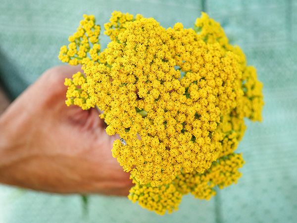 ACHILLEA x filipendulina Coronation Gold