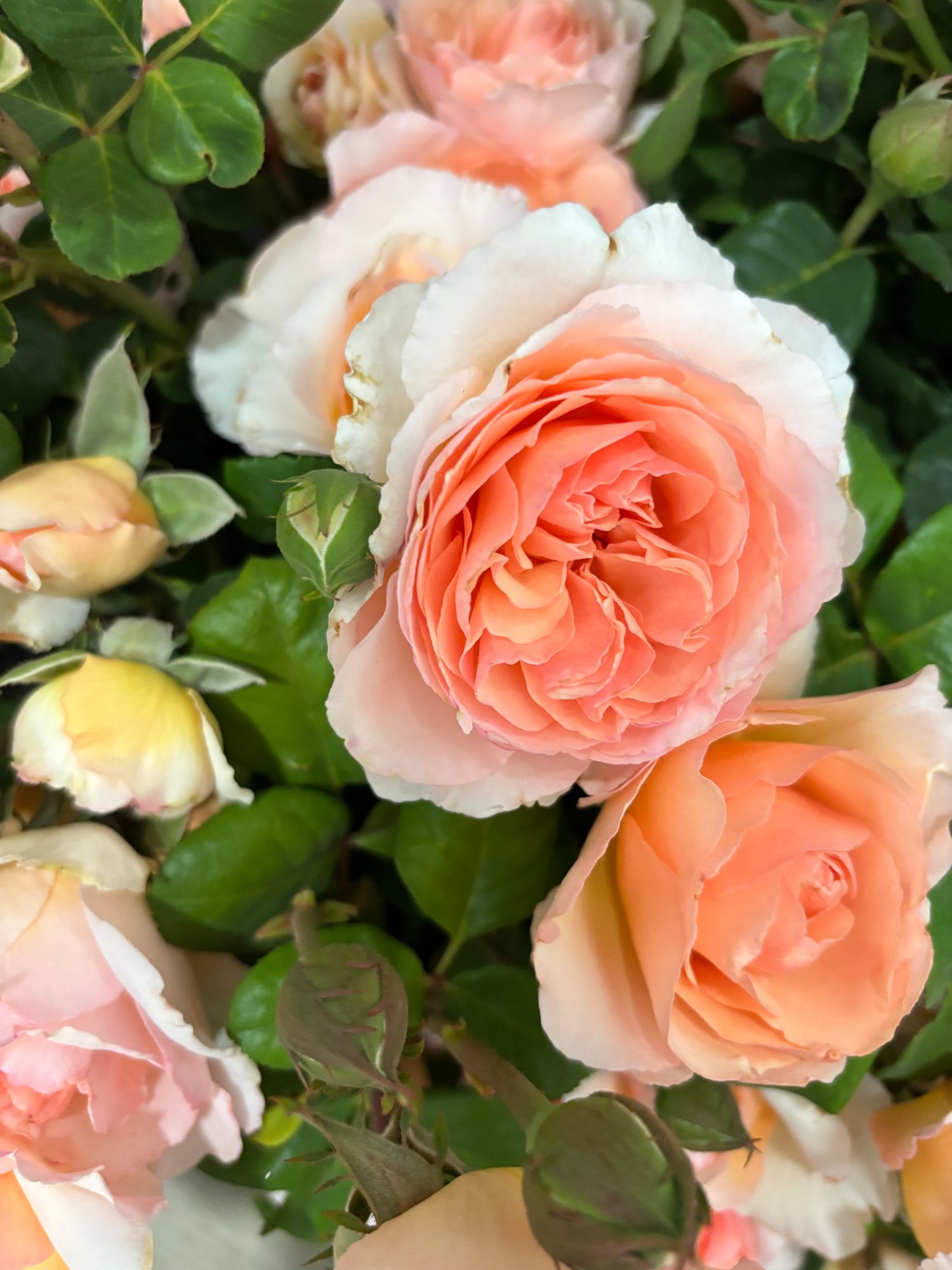ROSA hybrida