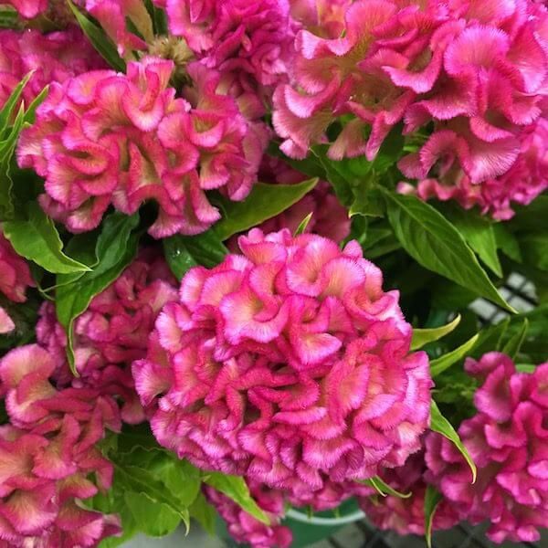 CELOSIA argentea var. cristata Kurume