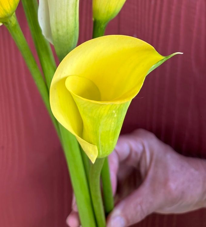 ZANTEDESCHIA x