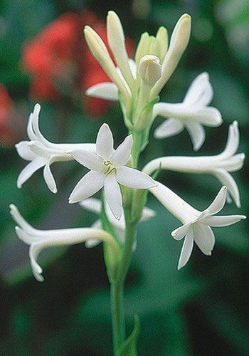 POLIANTHES tuberosa Mexican Single