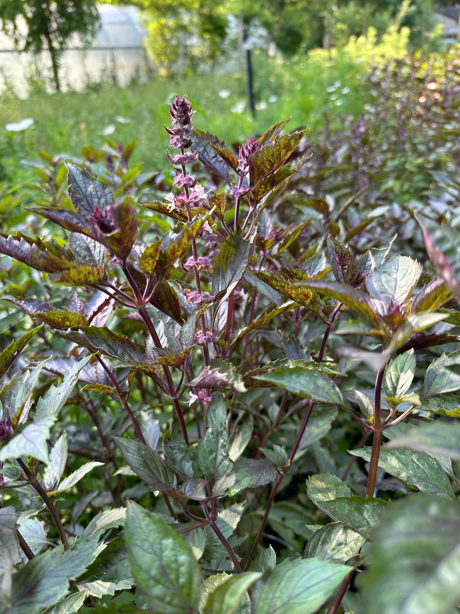 OCIMUM basilicum Aromatto