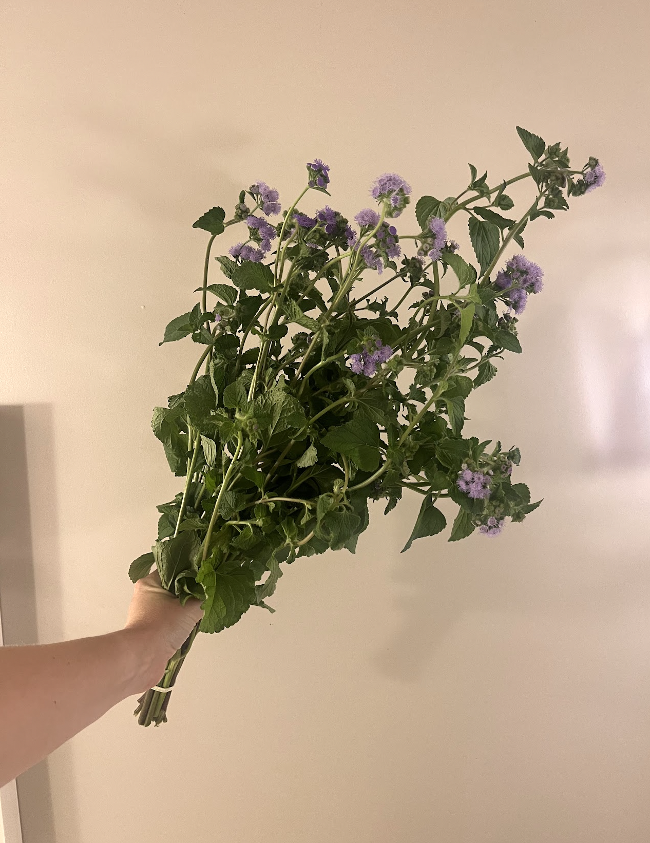 AGERATUM houstonianum Blue Horizon
