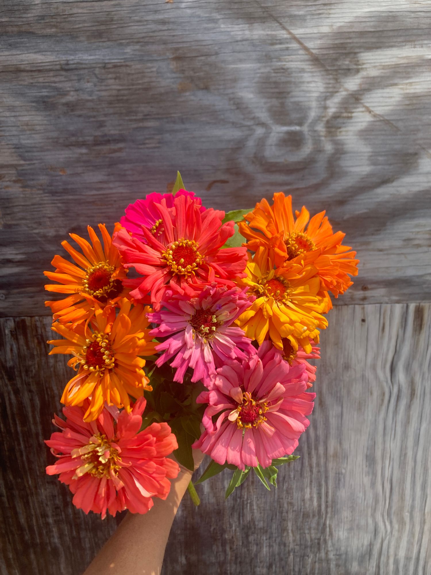 ZINNIA elegans Cactus
