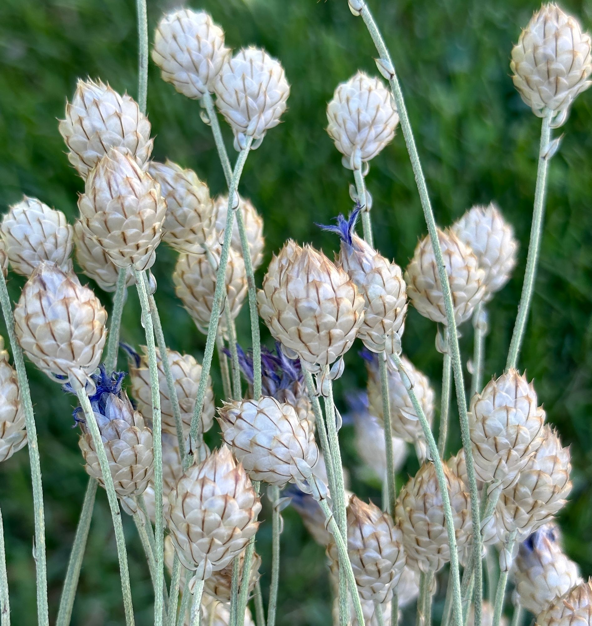 CATANANCHE caerulea