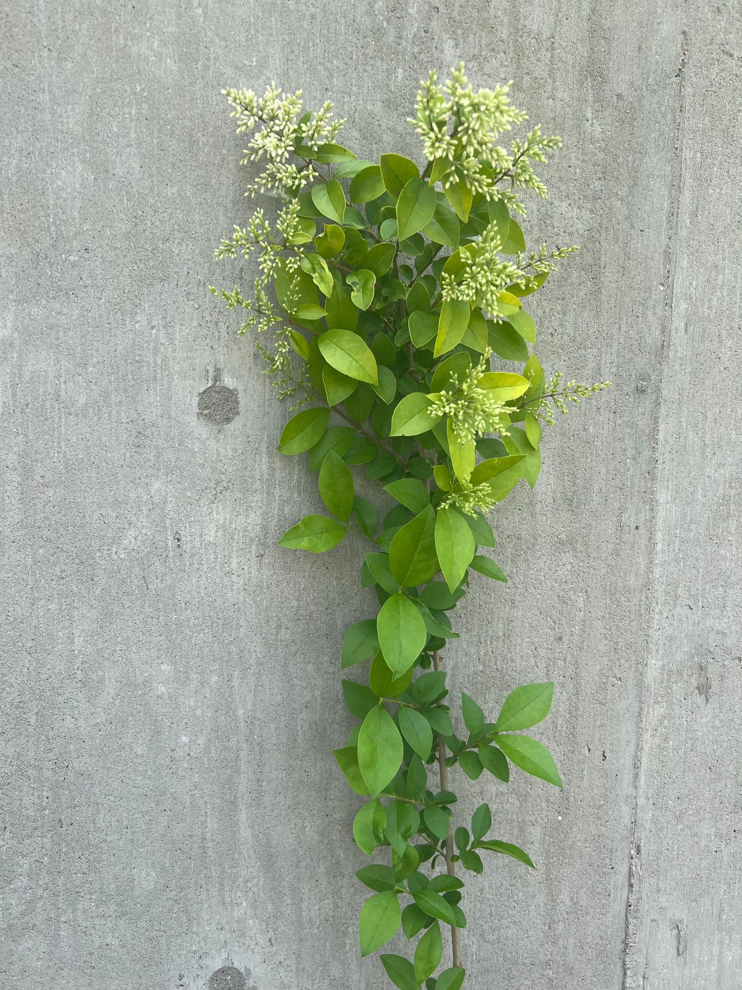 LIGUSTRUM