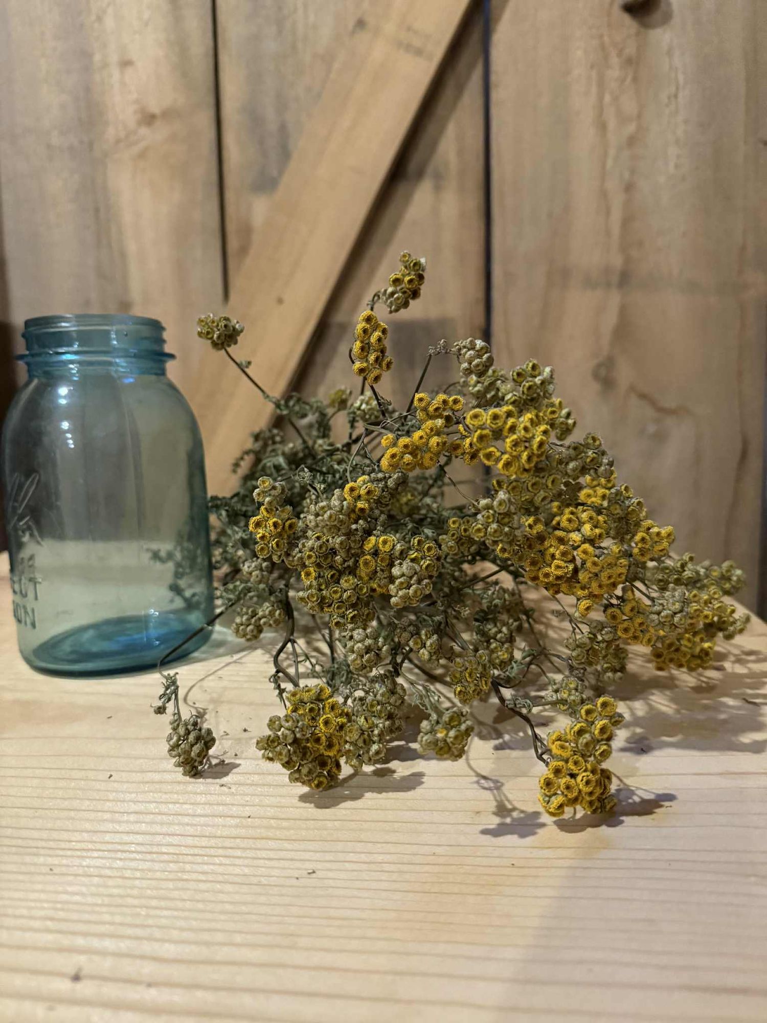 TANACETUM vulgare