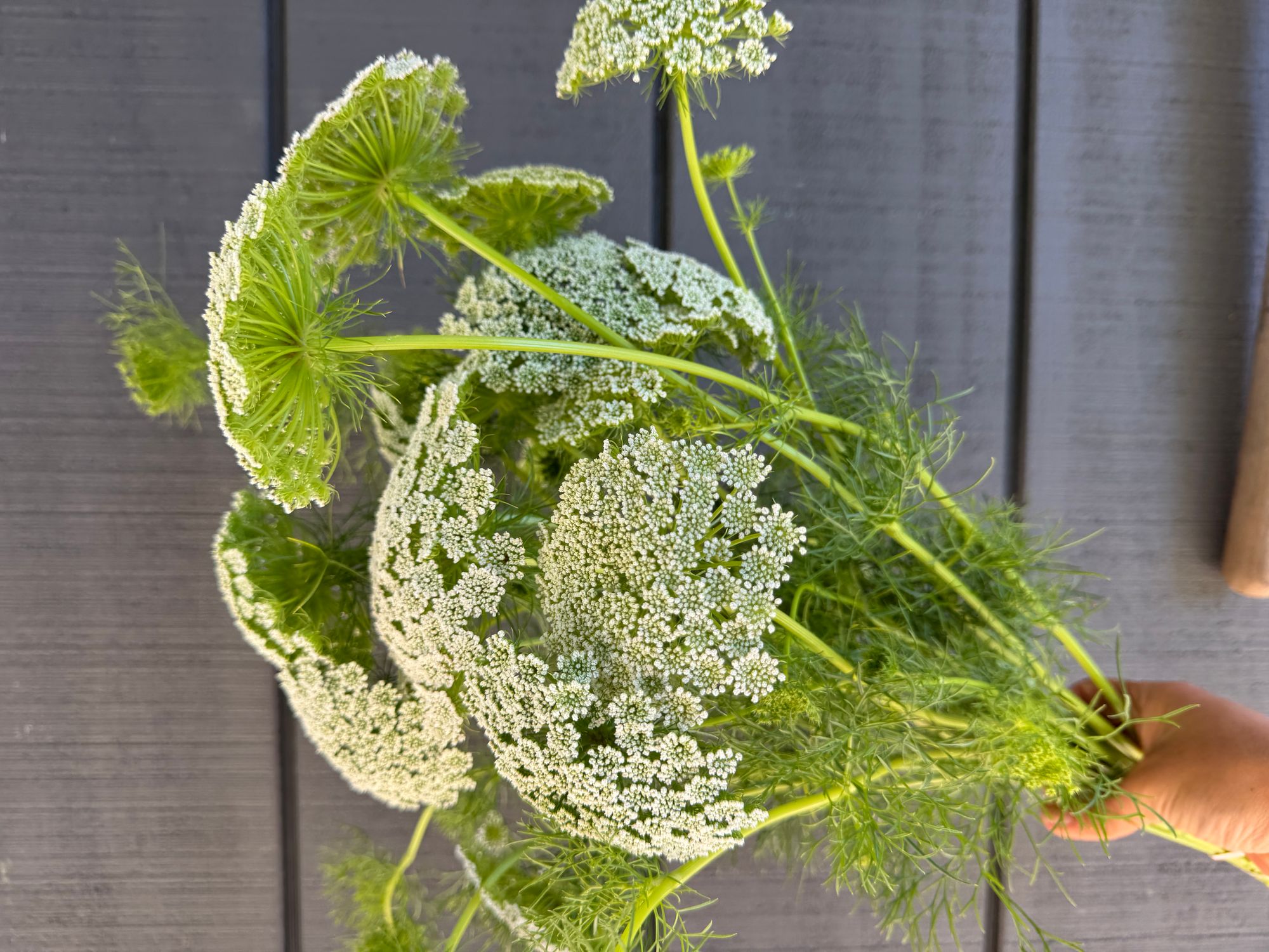 AMMI visnaga Green Mist