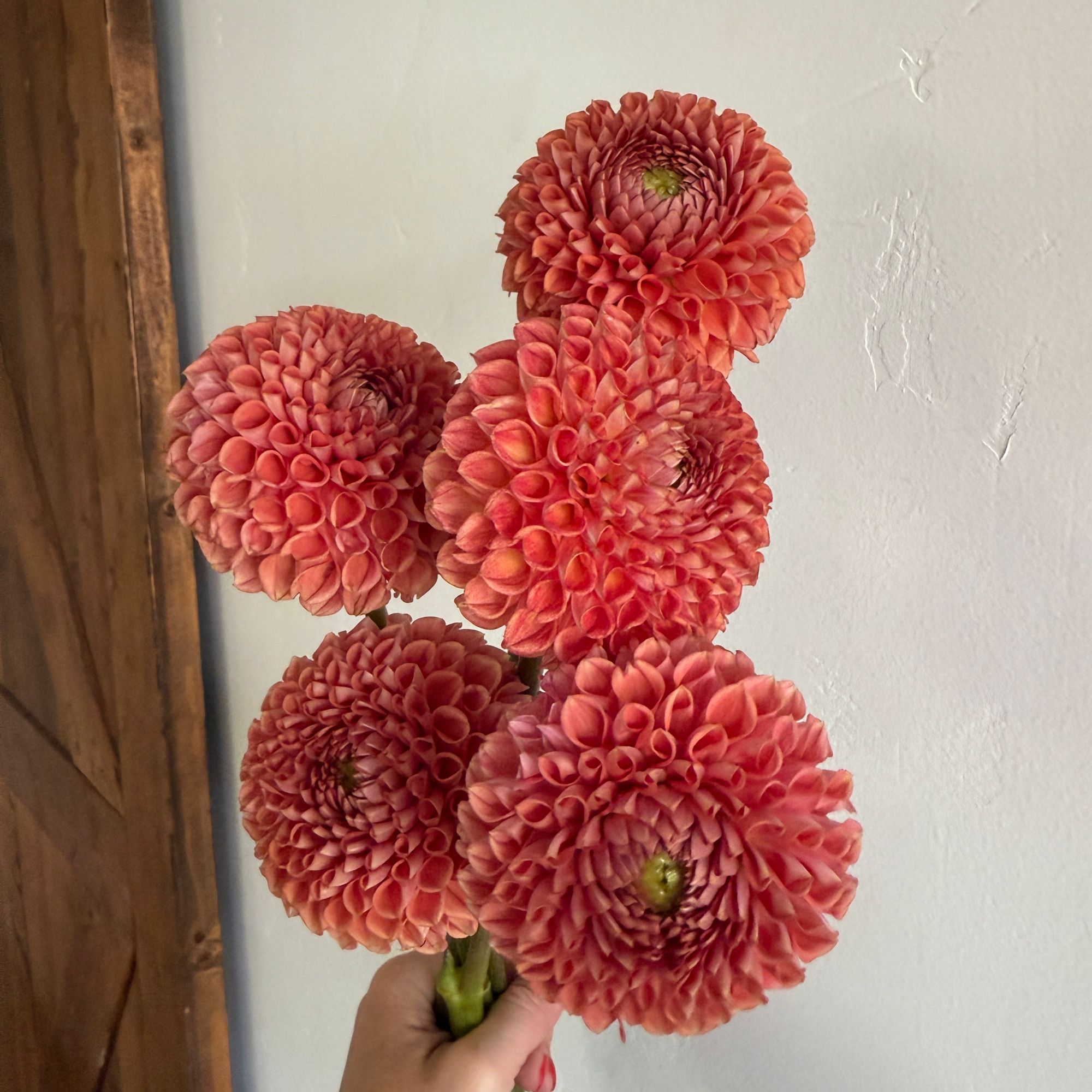DAHLIA Cornel Bronze