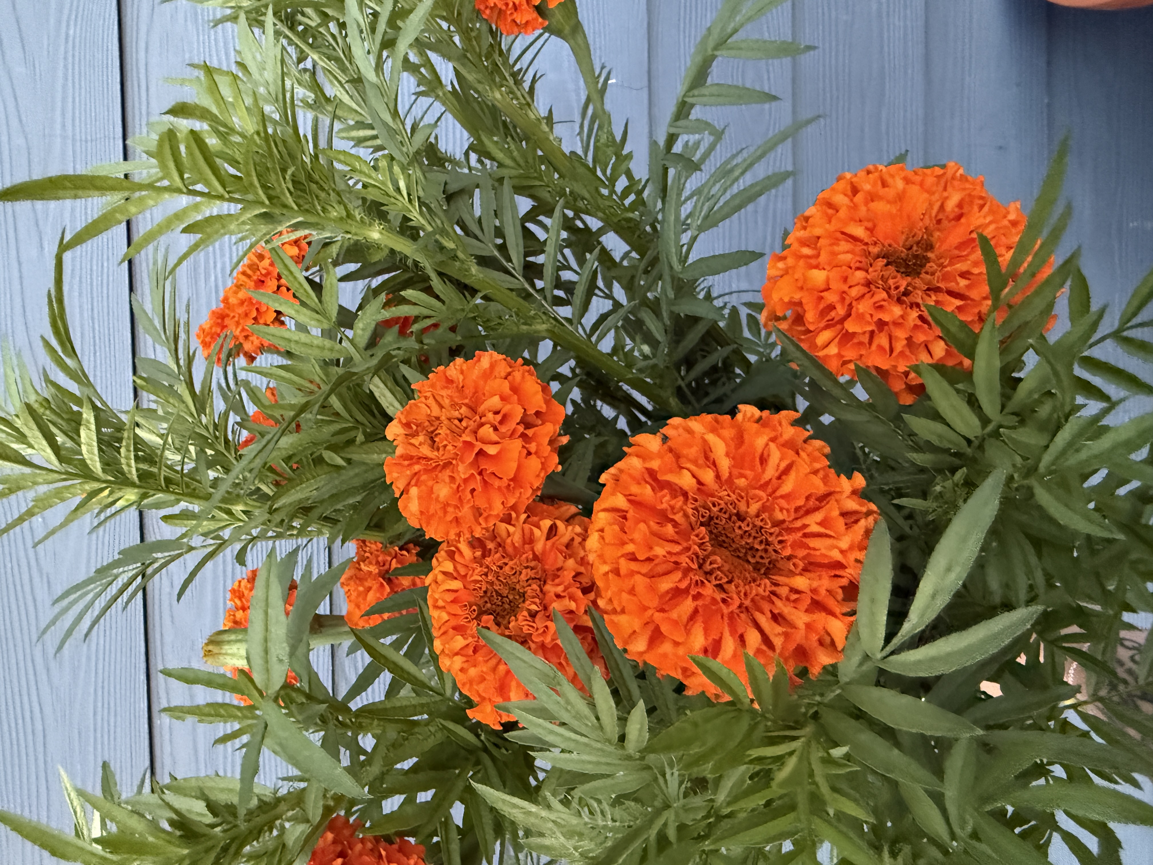 TAGETES erecta Xochi Orange