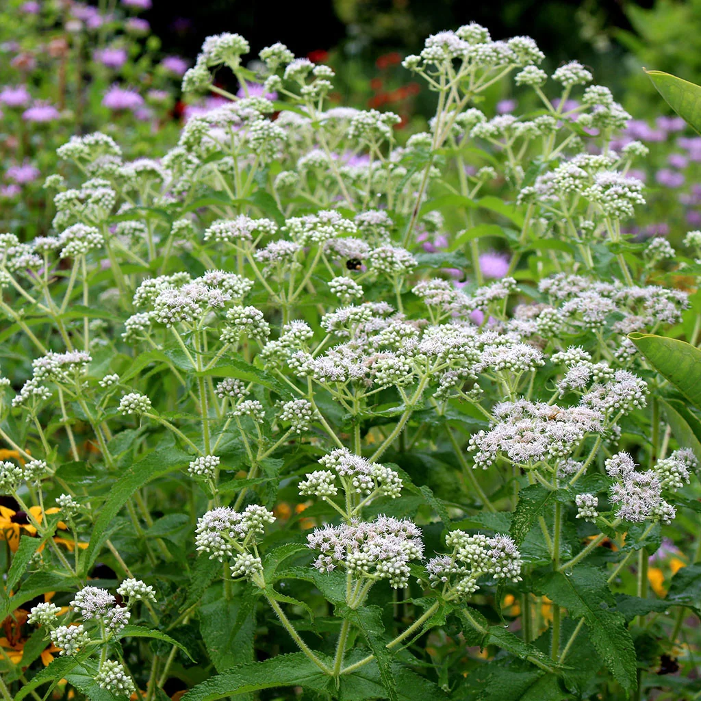 EUPATORIUM perfoliatum