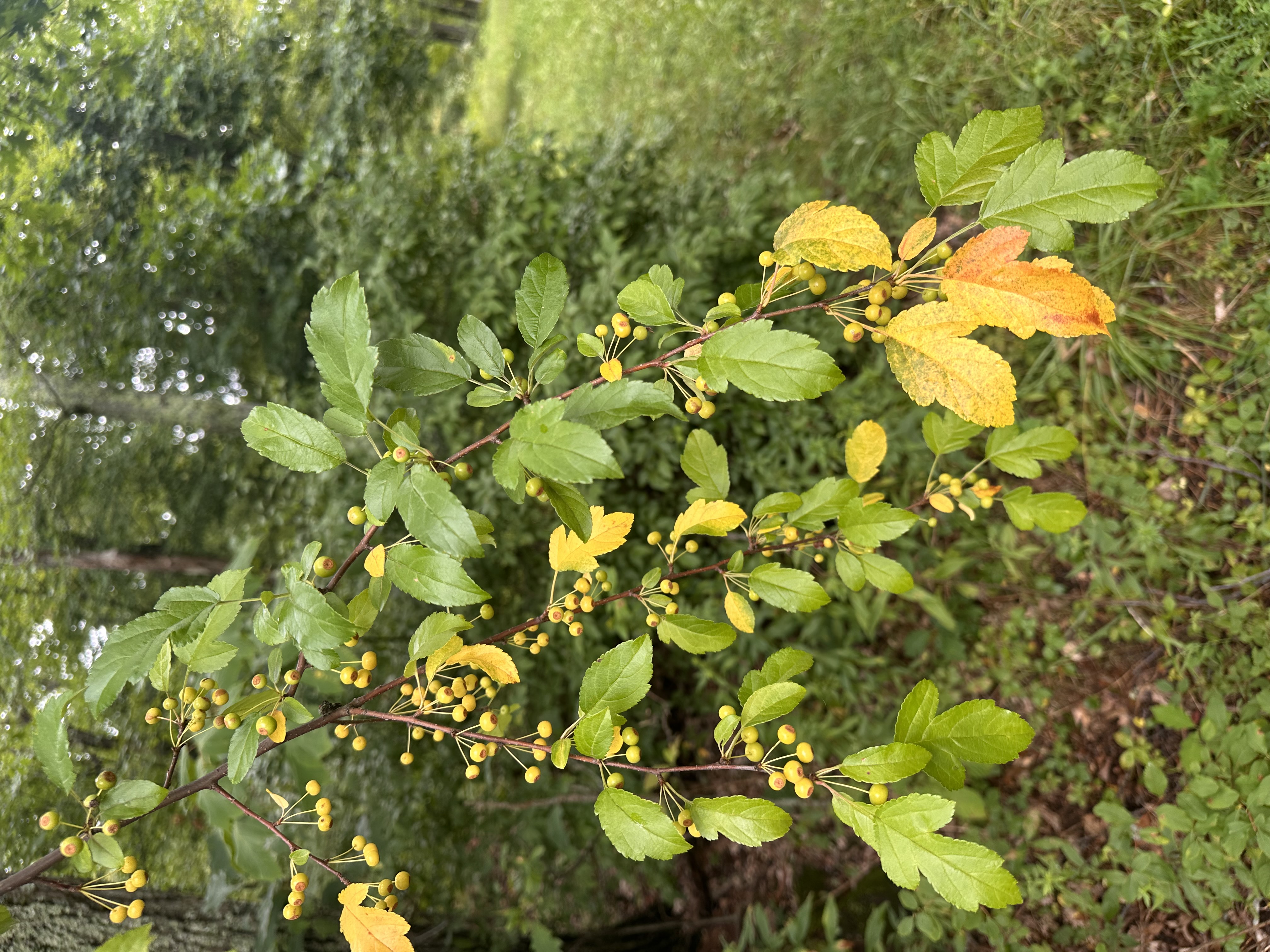 MALUS